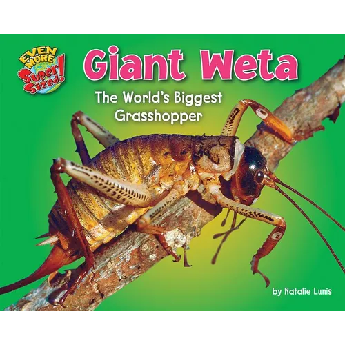 Giant Weta: The World's Biggest Grasshopper