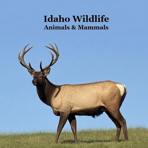 Idaho Animals and Mammals Kids Wildlife Book: Great Idaho Animals book with Lifelike Images and Fun Facts