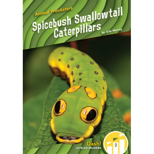 Spicebush Swallowtail Caterpillars