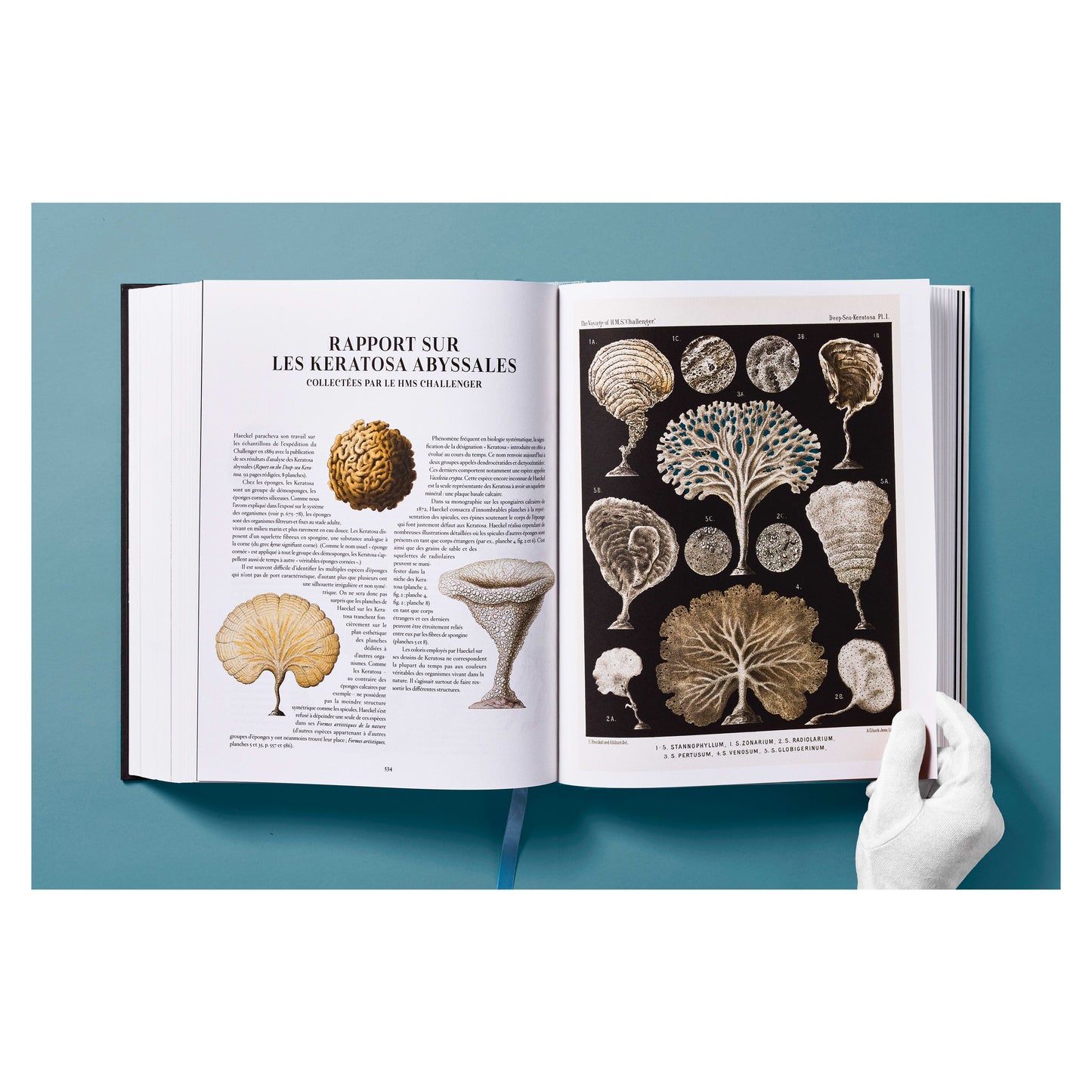 The Art and Science of Ernst Haeckel (German, French, English) Book