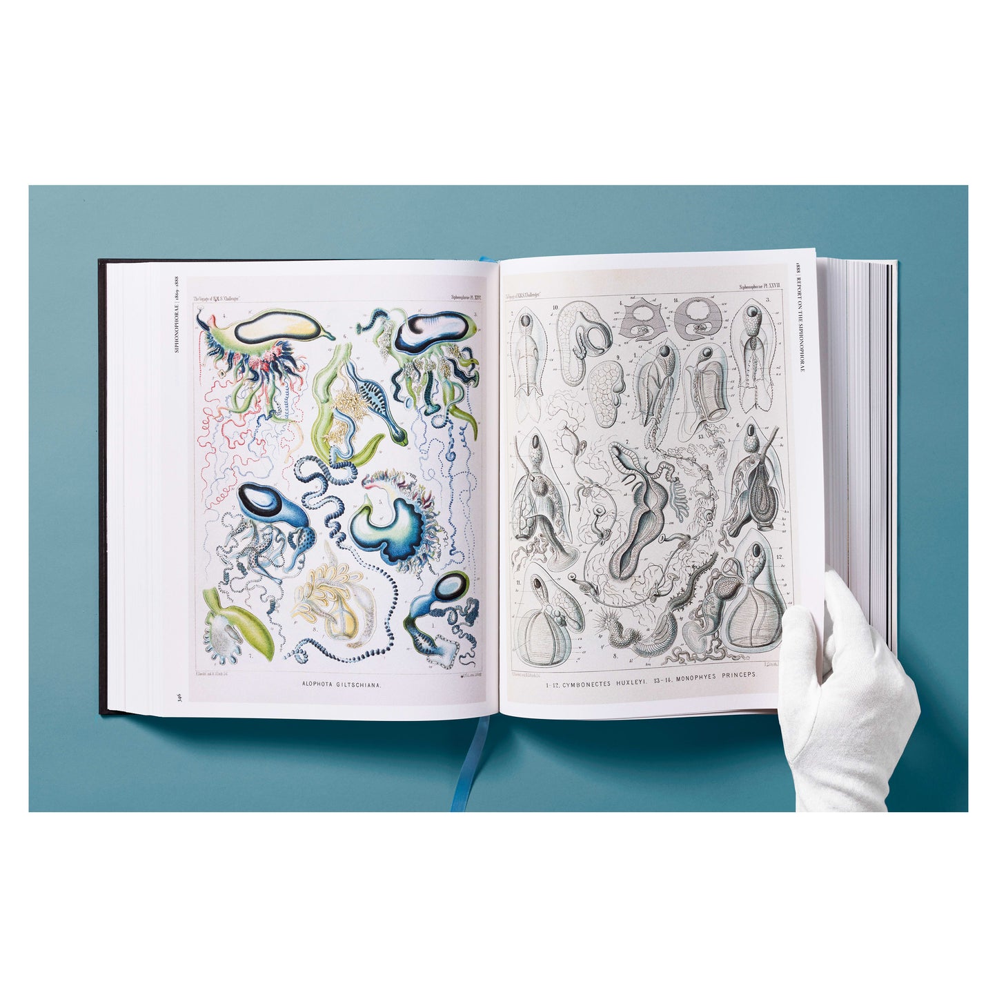The Art and Science of Ernst Haeckel (German, French, English) Book
