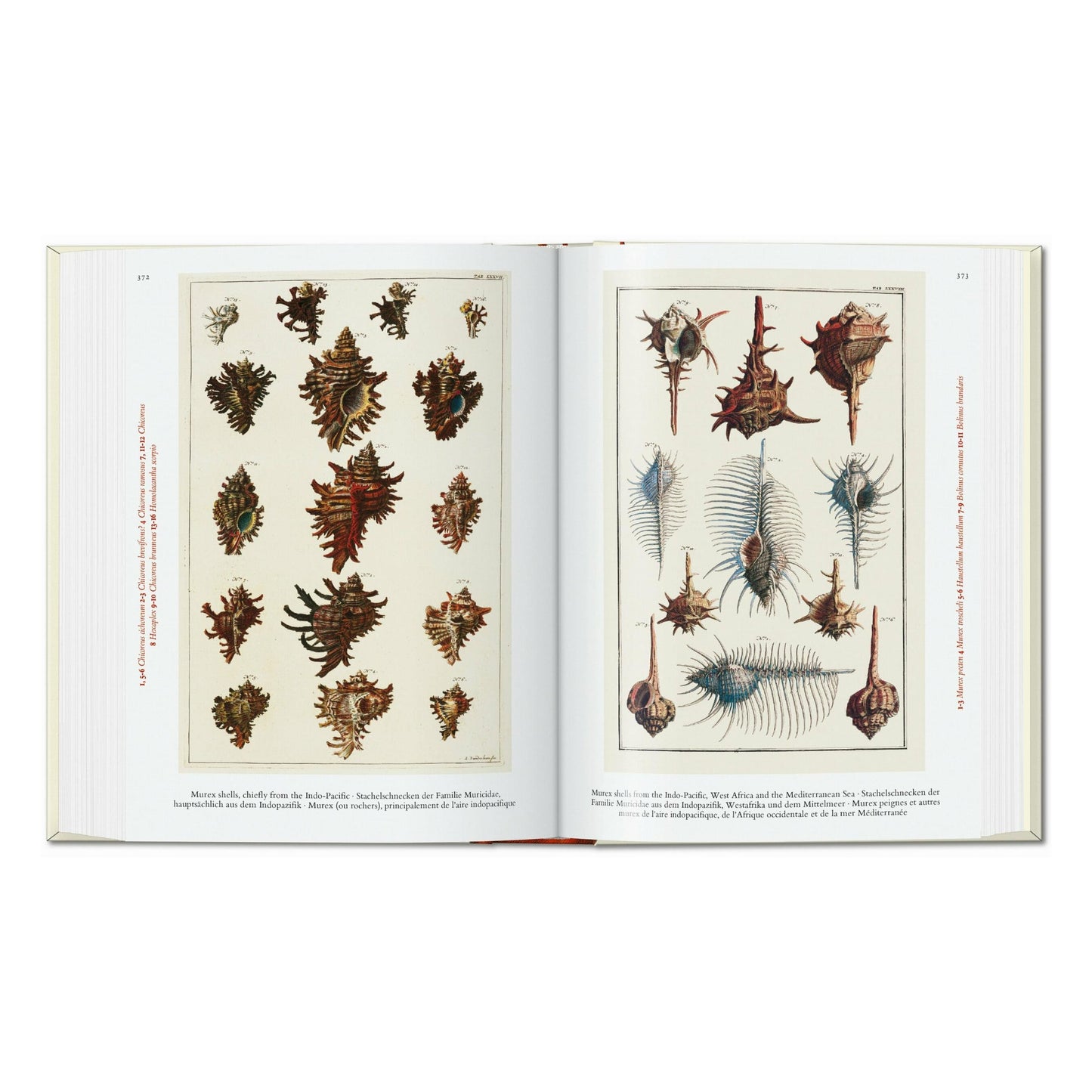 Seba. Cabinet of Natural Curiosities. 45th Ed. (German, French, English) Book