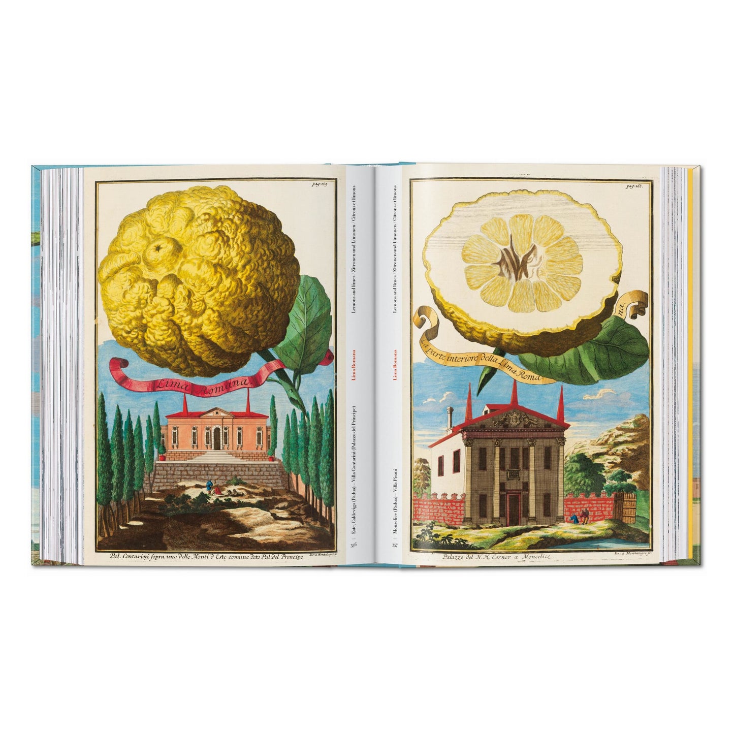 J. C. Volkamer. The Book of Citrus Fruits. 45th Ed. (German, French, English) Book