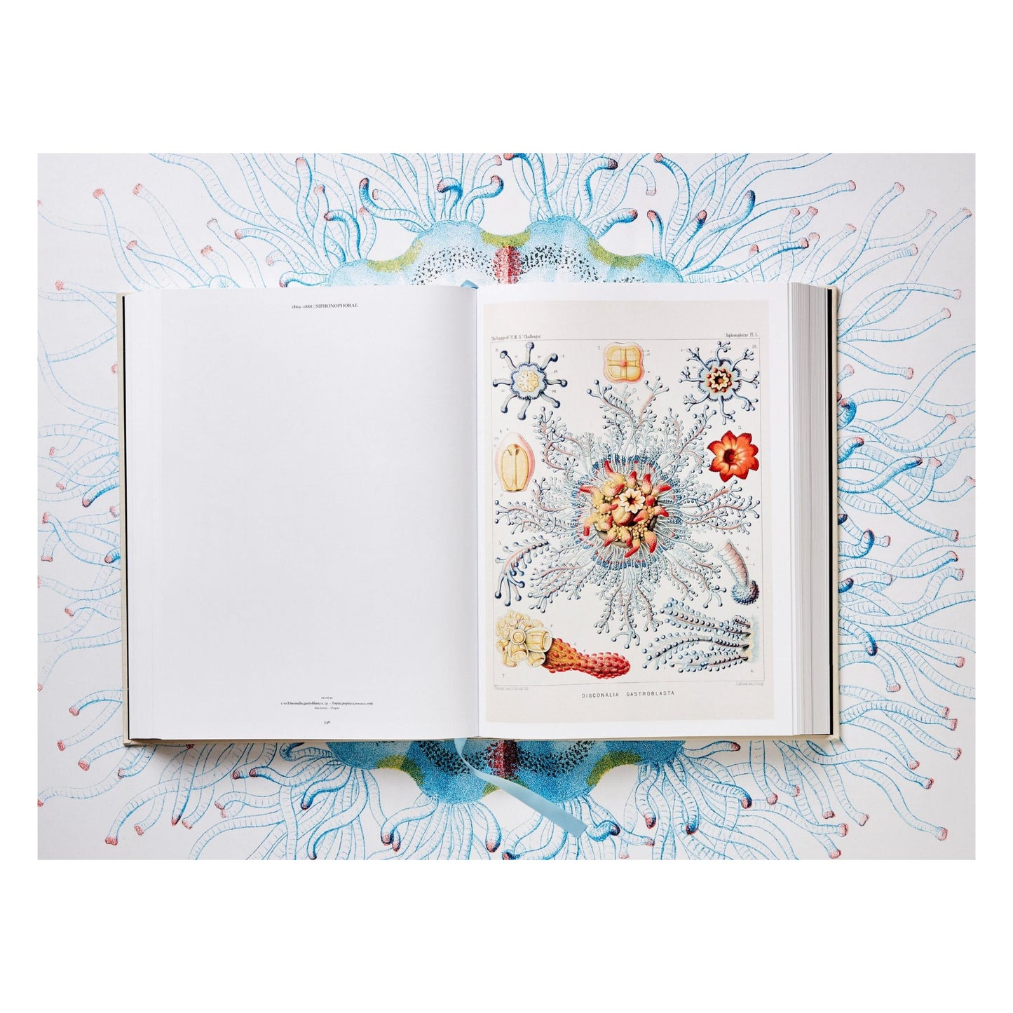 The Art and Science of Ernst Haeckel (German, French, English) Book