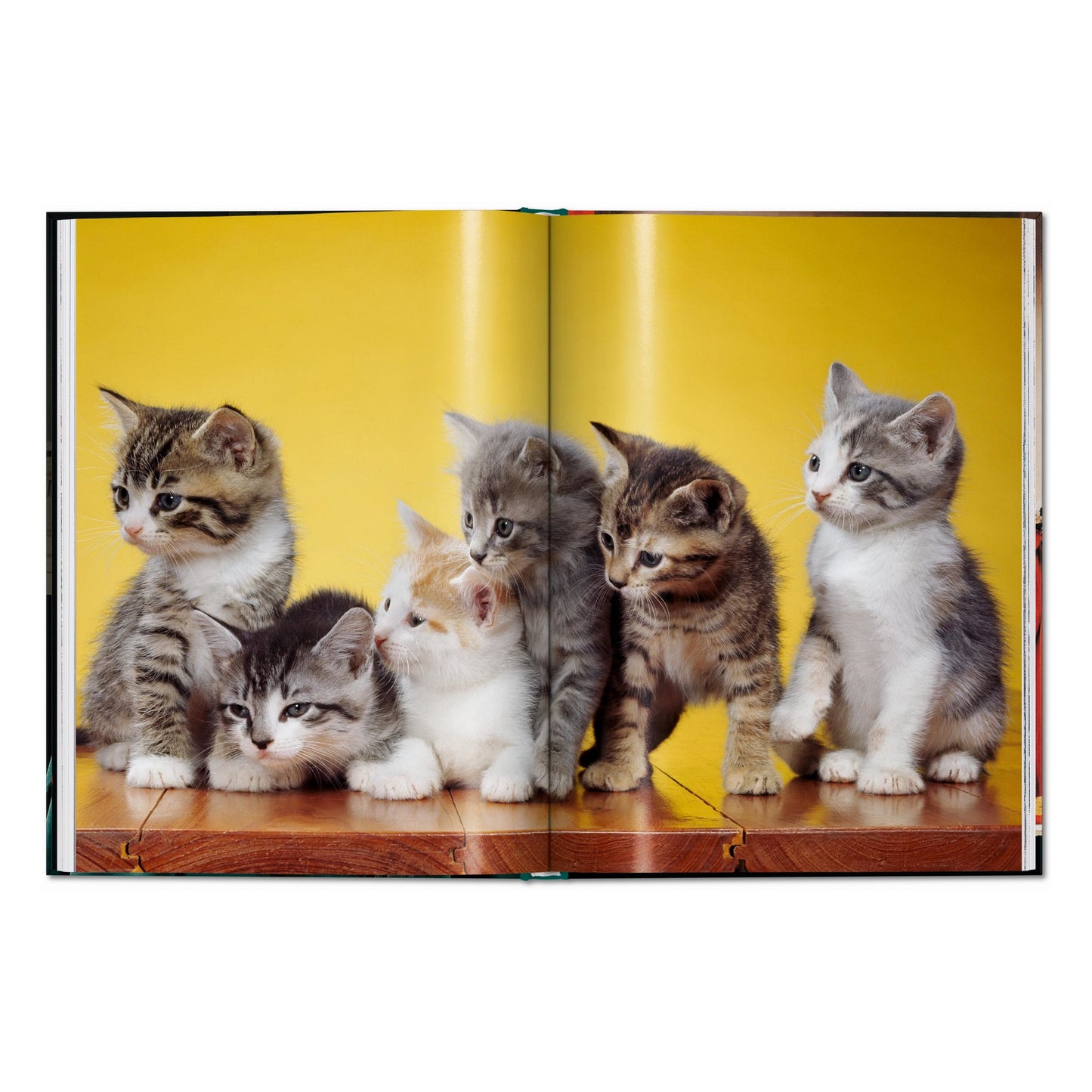 Walter Chandoha. Cats. Photographs 1942–2018 (English) Book