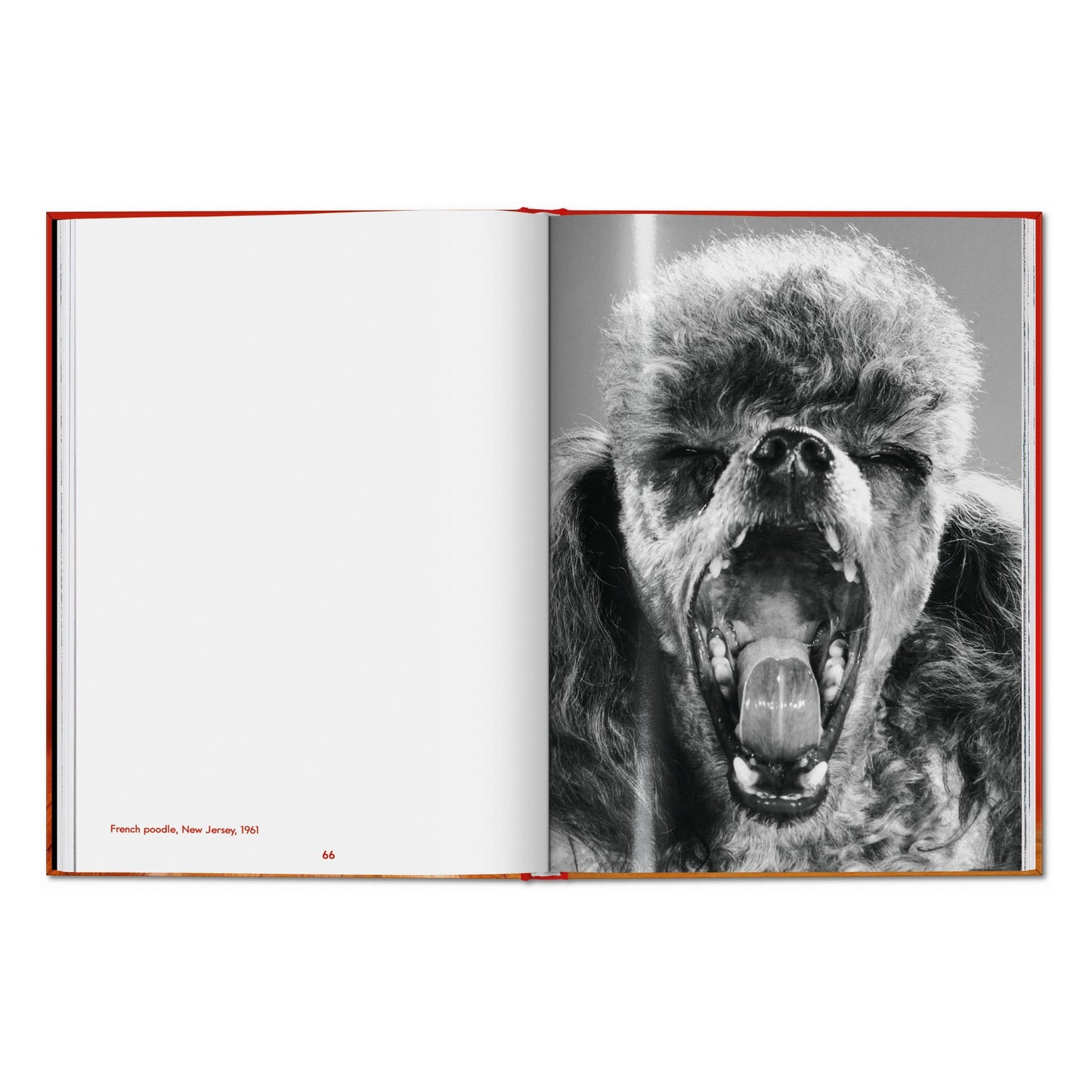 Walter Chandoha. Dogs. Photographs 1941–1991 (English) Book