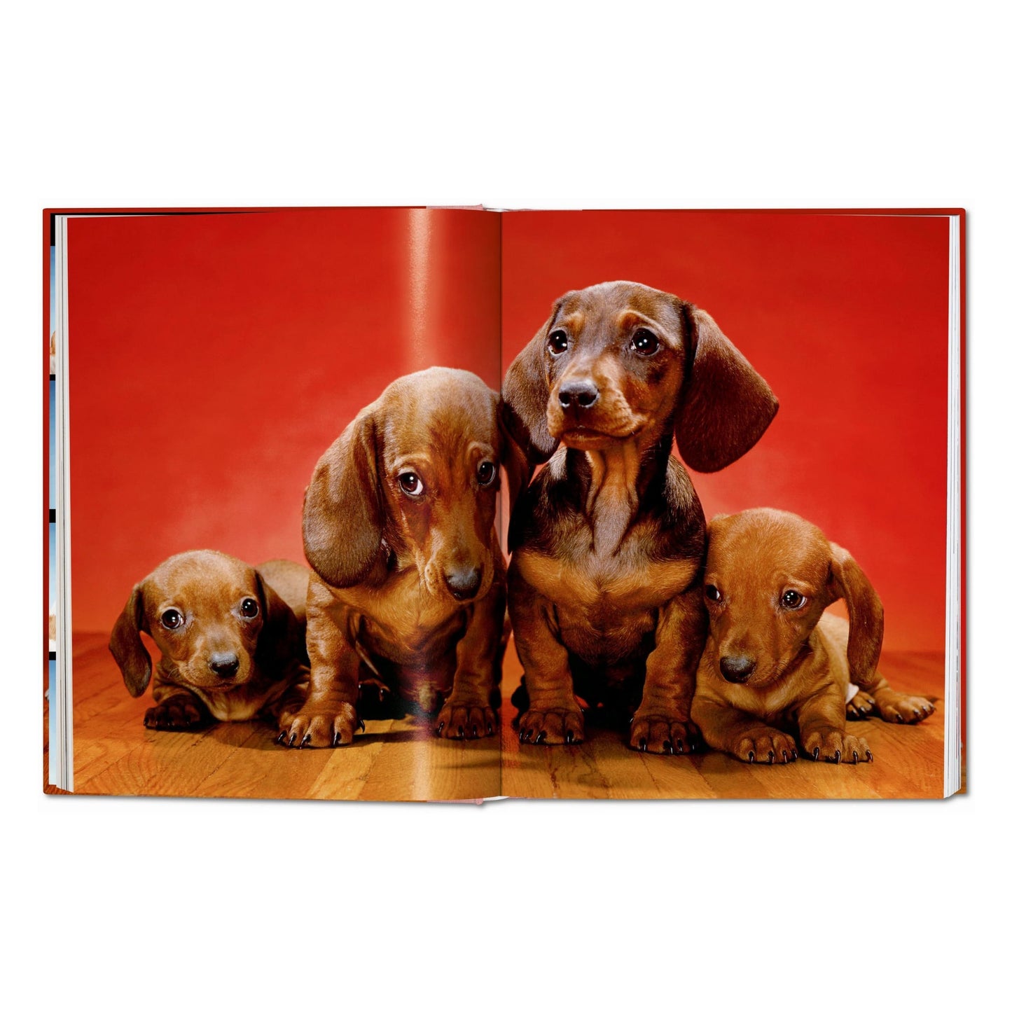 Walter Chandoha. Dogs. Photographs 1941–1991 (German, French, English) Book