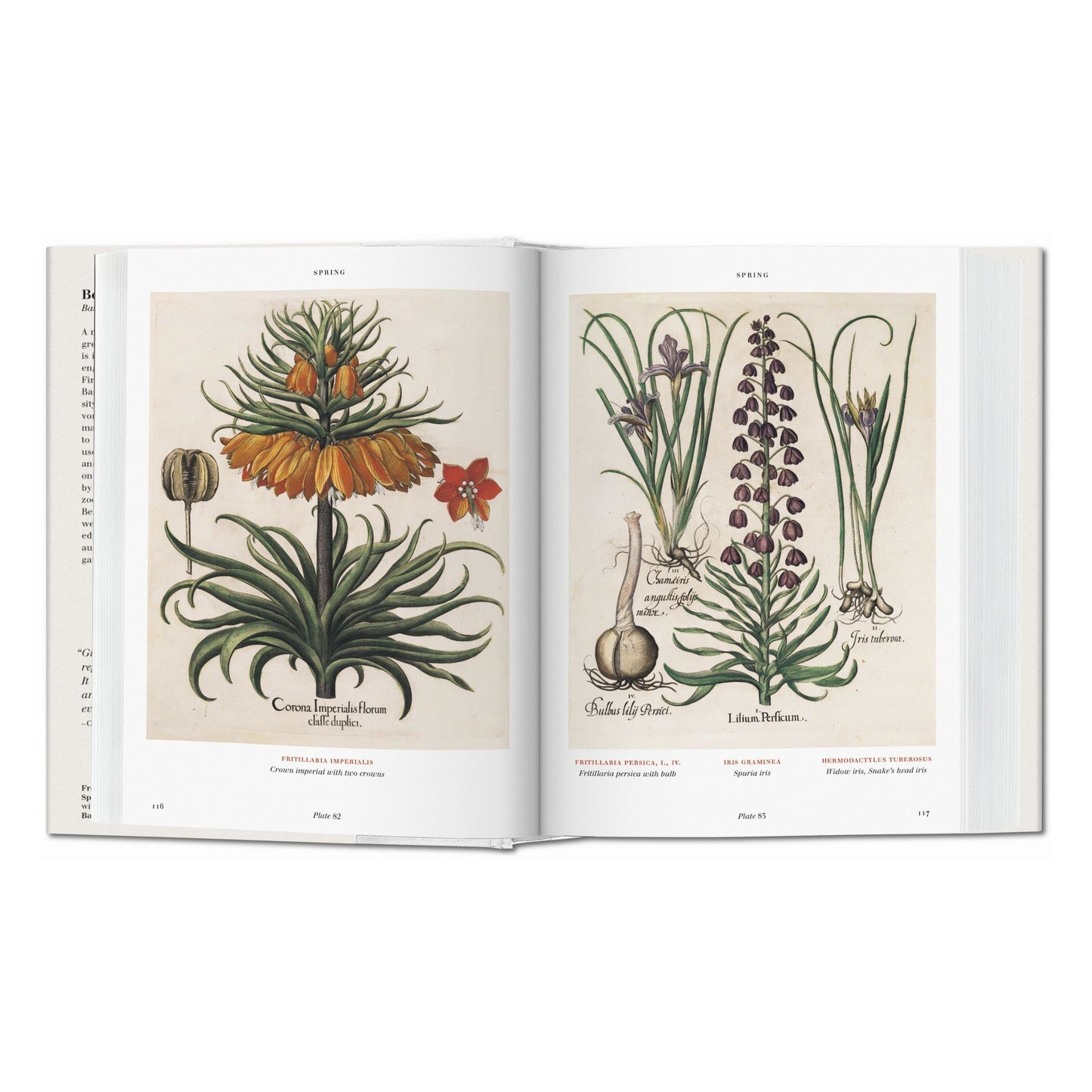 Basilius Besler. Florilegium. The Book of Plants (English) Book