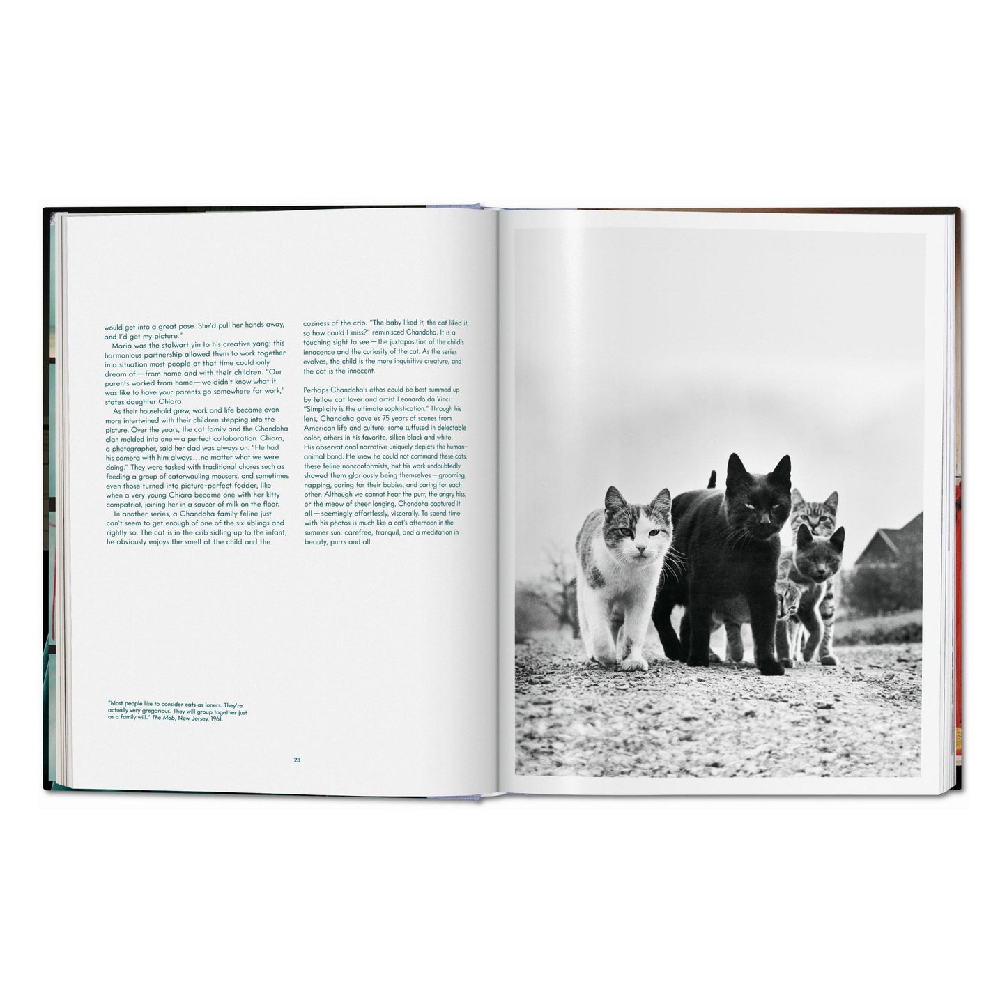 Walter Chandoha. Cats. Photographs 1942–2018 (German, French, English) Book