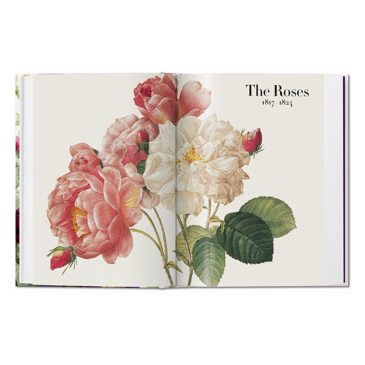 Redouté. The Book of Flowers. 45th Ed. (German, French, English) Book