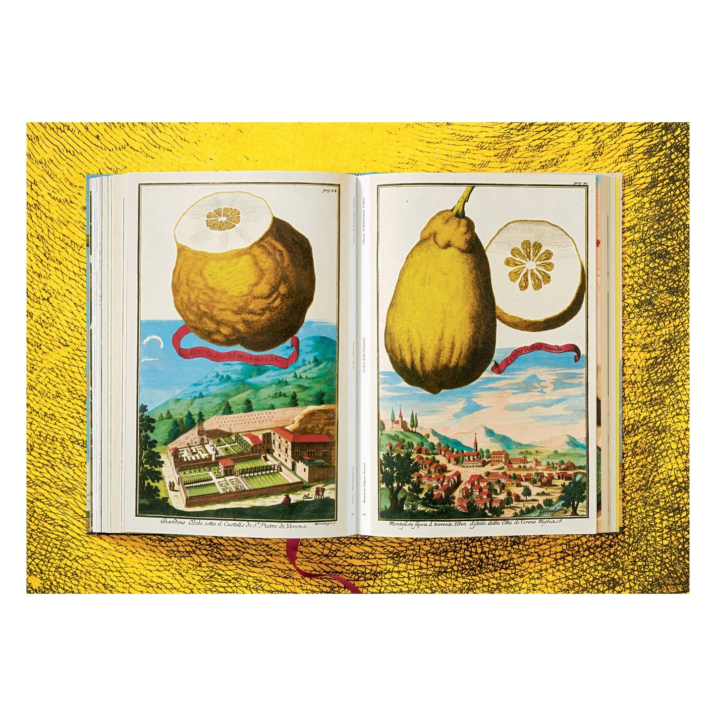 J. C. Volkamer. The Book of Citrus Fruits (German, French, English) Book