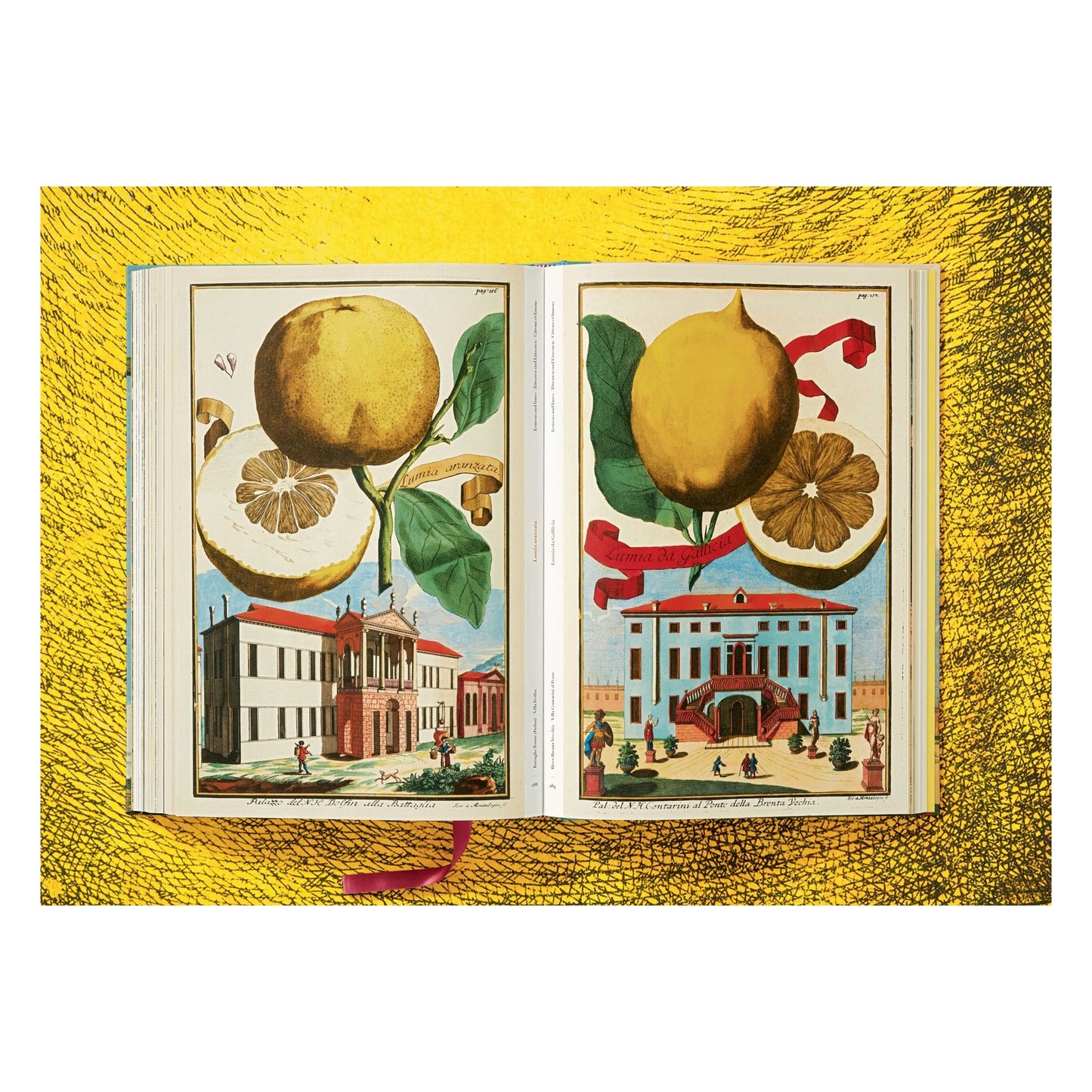 J. C. Volkamer. The Book of Citrus Fruits (German, French, English) Book