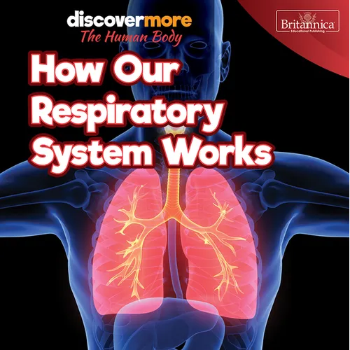 How Our Respiratory System Works