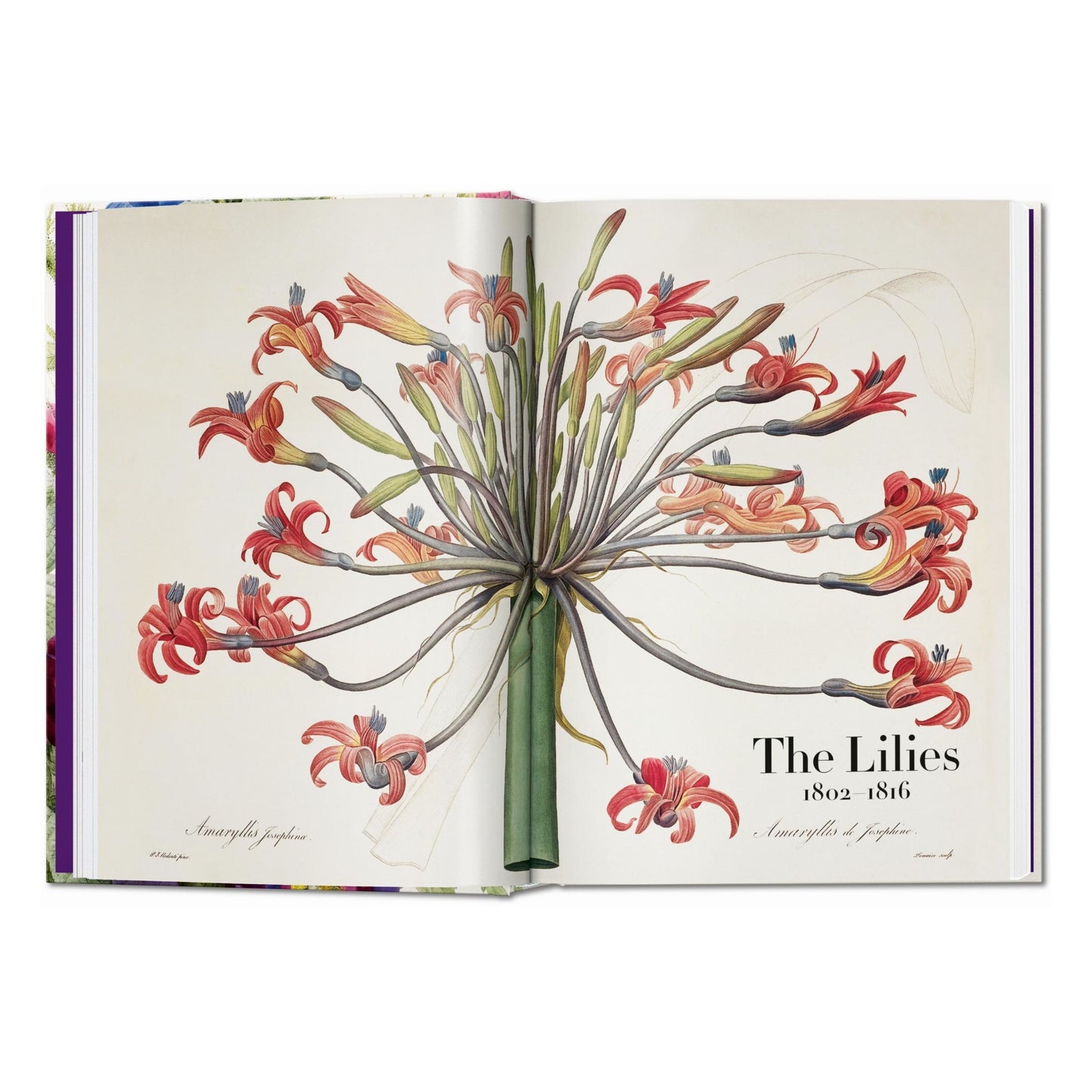 Redouté. The Book of Flowers. 45th Ed. (German, French, English) Book