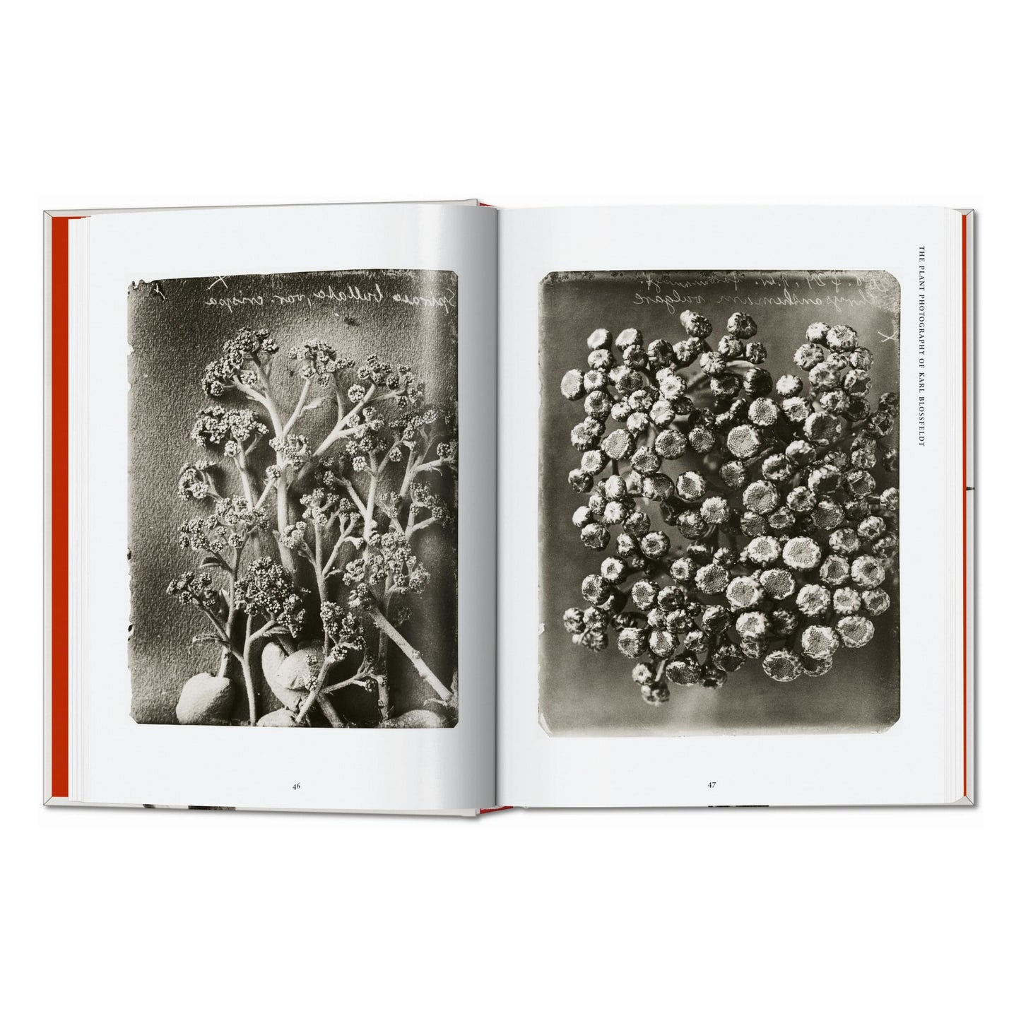 Karl Blossfeldt. The Complete Published Work. 45th Ed. (German, French, English) Book