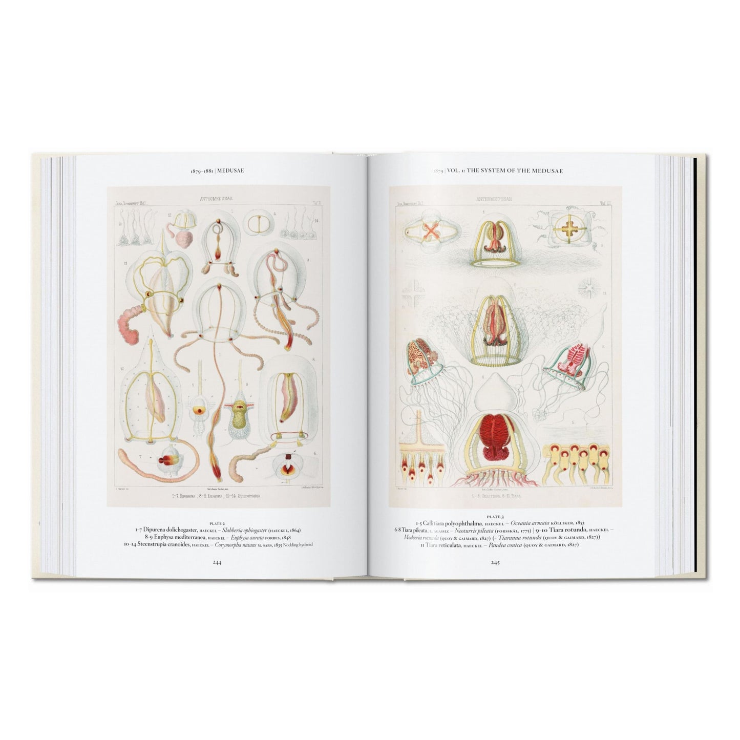 The Art and Science of Ernst Haeckel. 45th Ed. (English) Book