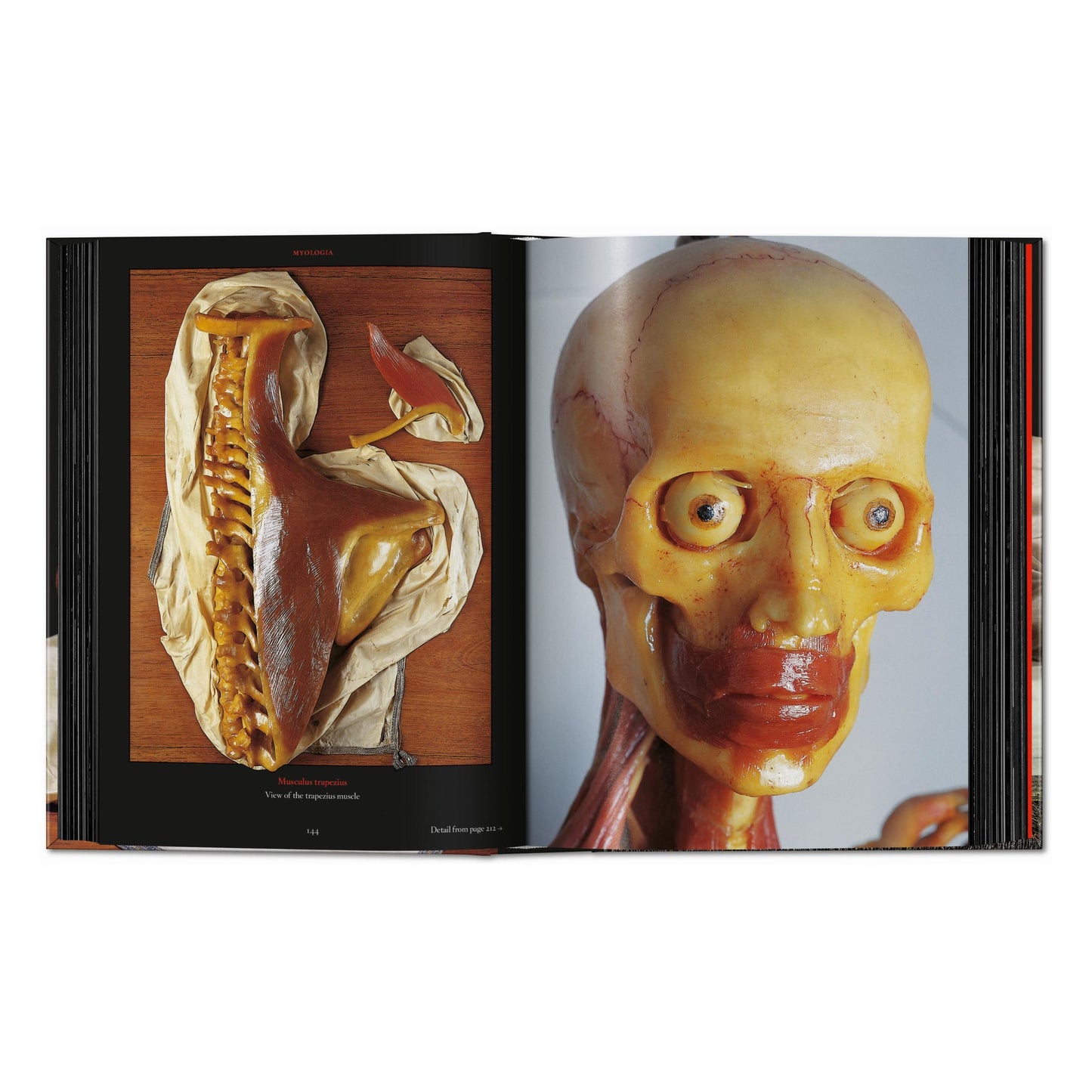 Anatomical Waxes. 45th Ed. (German, French, English) Book