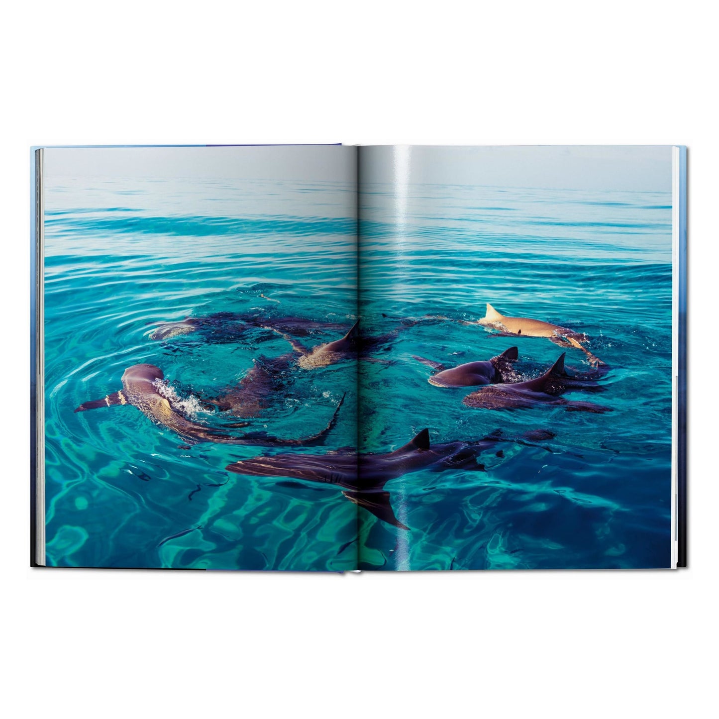 Michael Muller. Sharks (English) Book