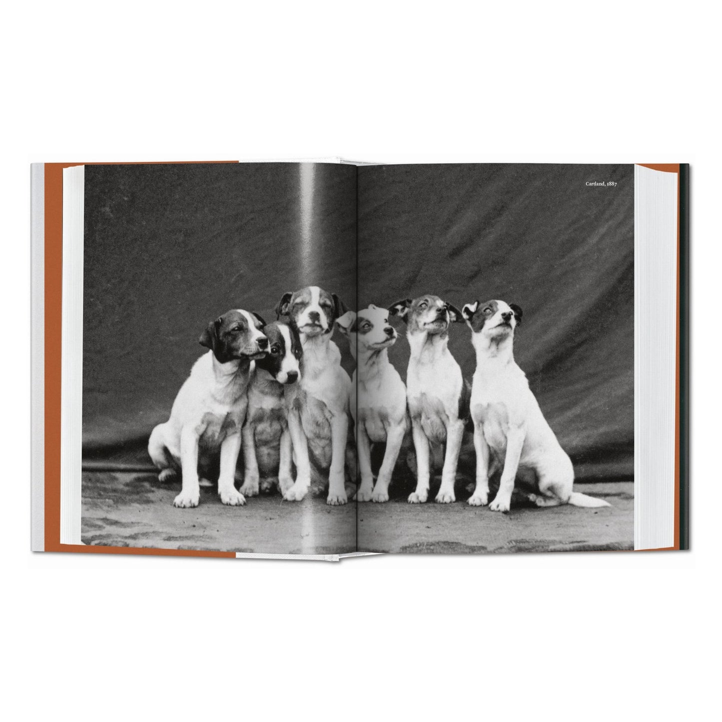 The Dog in Photography 1839–Today (German, French, English) Book
