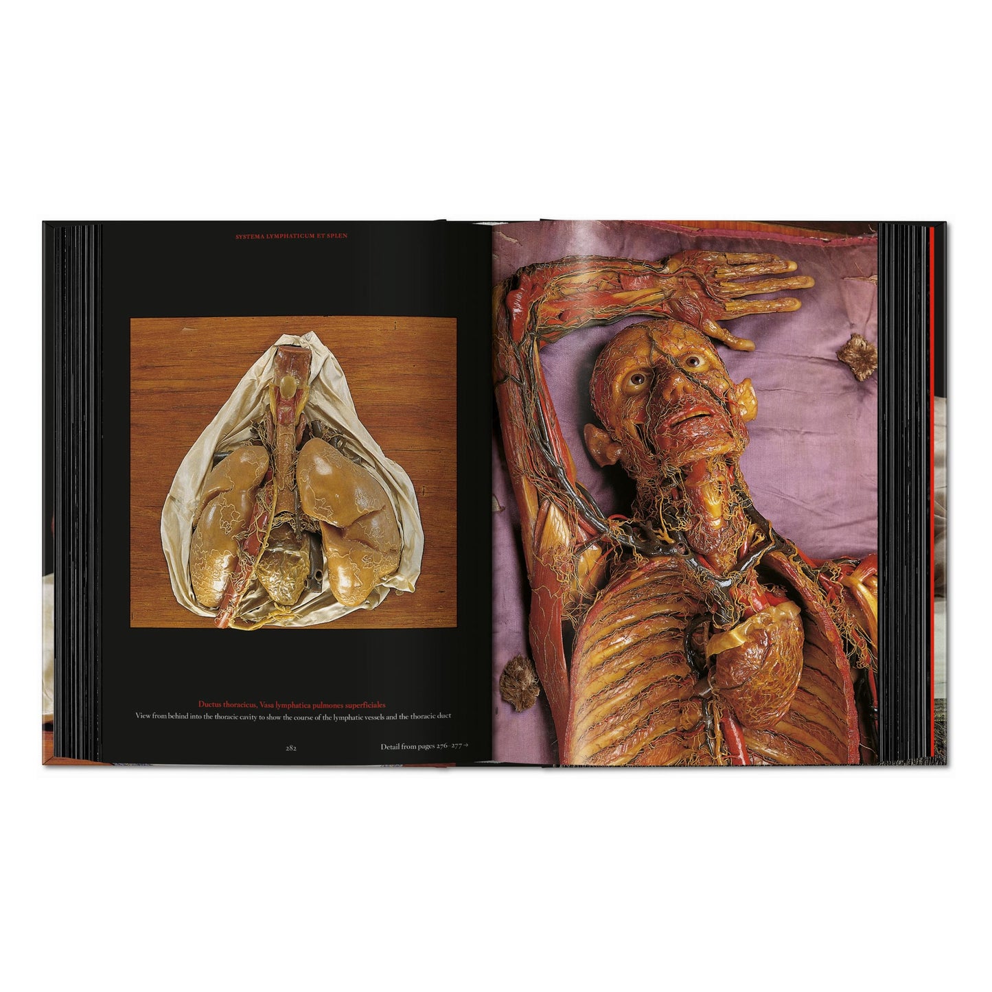 Anatomical Waxes. 45th Ed. (German, French, English) Book