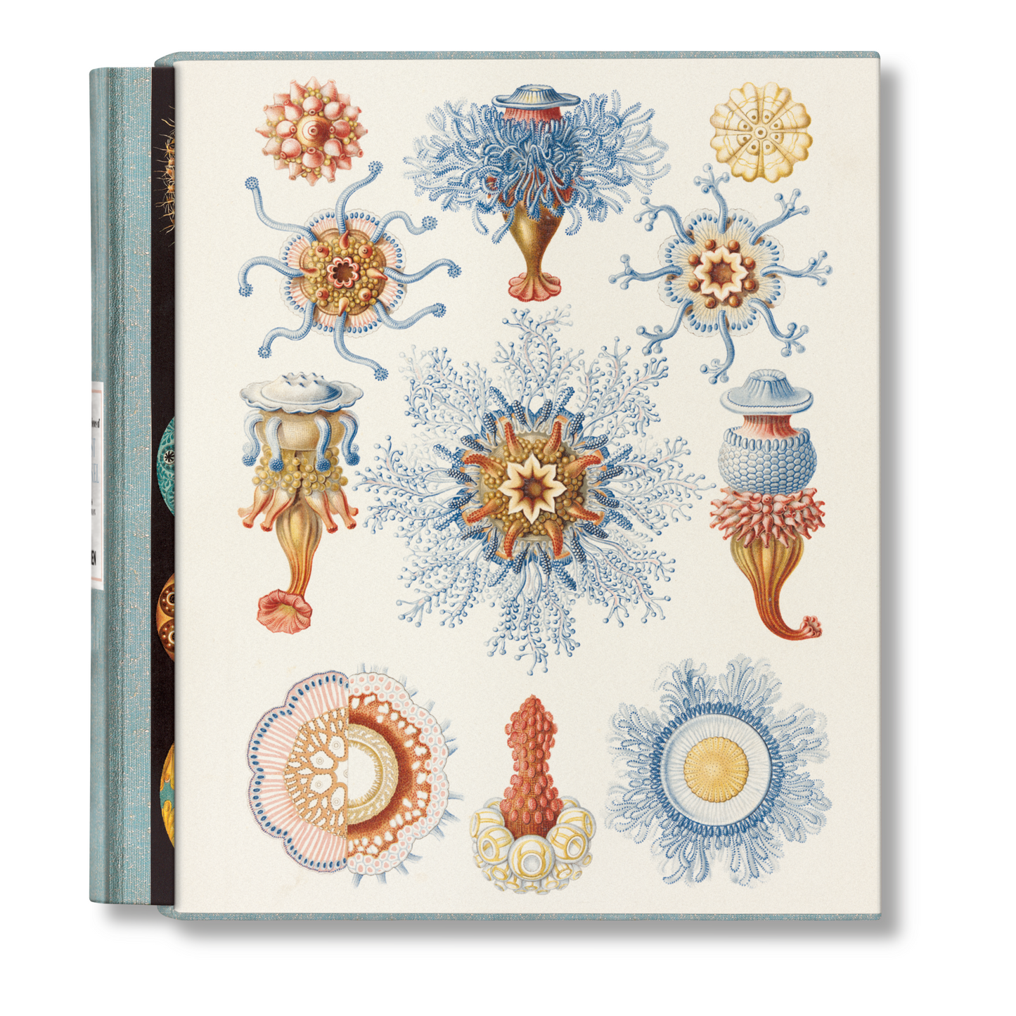 The Art and Science of Ernst Haeckel (German, French, English) Book