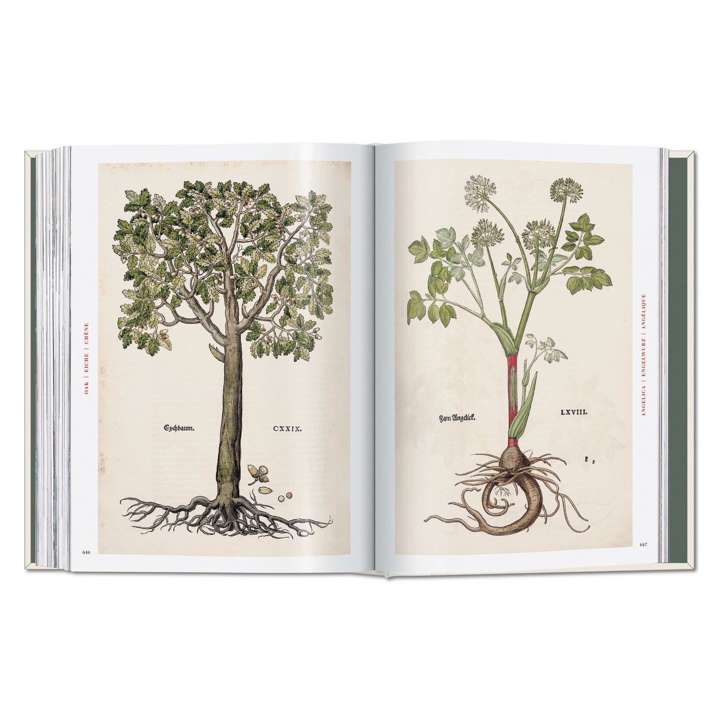 Leonhart Fuchs. The New Herbal (German, French, English) Book