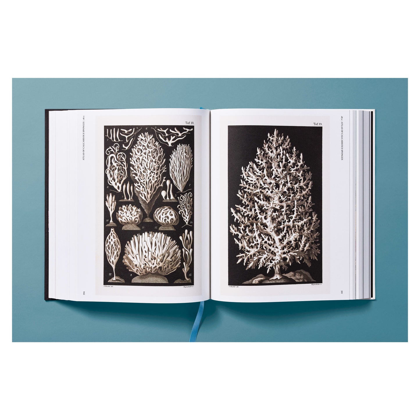 The Art and Science of Ernst Haeckel (German, French, English) Book