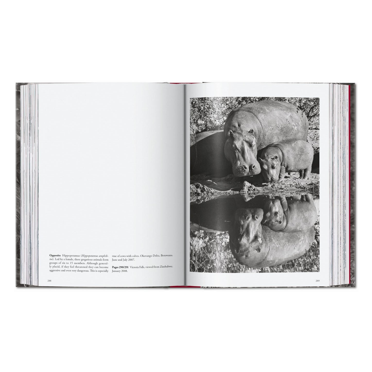 Sebastião Salgado. Genesis. 45th Ed. (English) Book