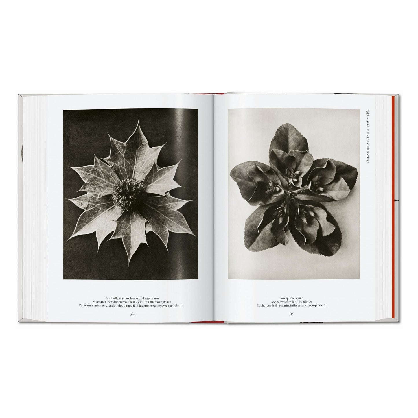 Karl Blossfeldt. The Complete Published Work. 45th Ed. (German, French, English) Book