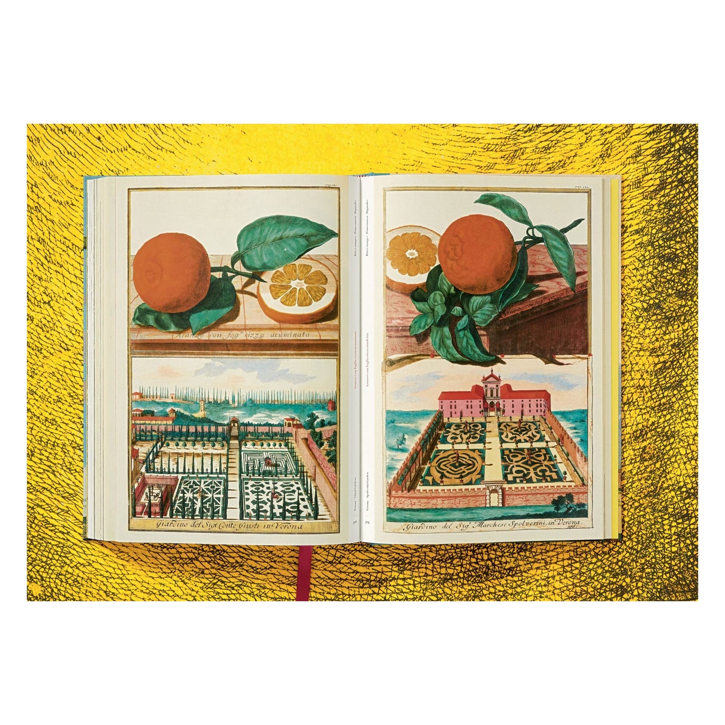 J. C. Volkamer. The Book of Citrus Fruits (German, French, English) Book