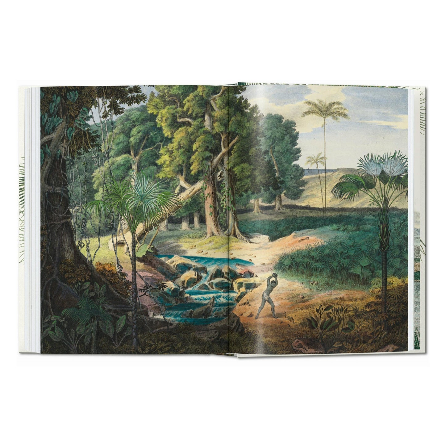 Martius. The Book of Palms. 45th Ed. (German, French, English) Book