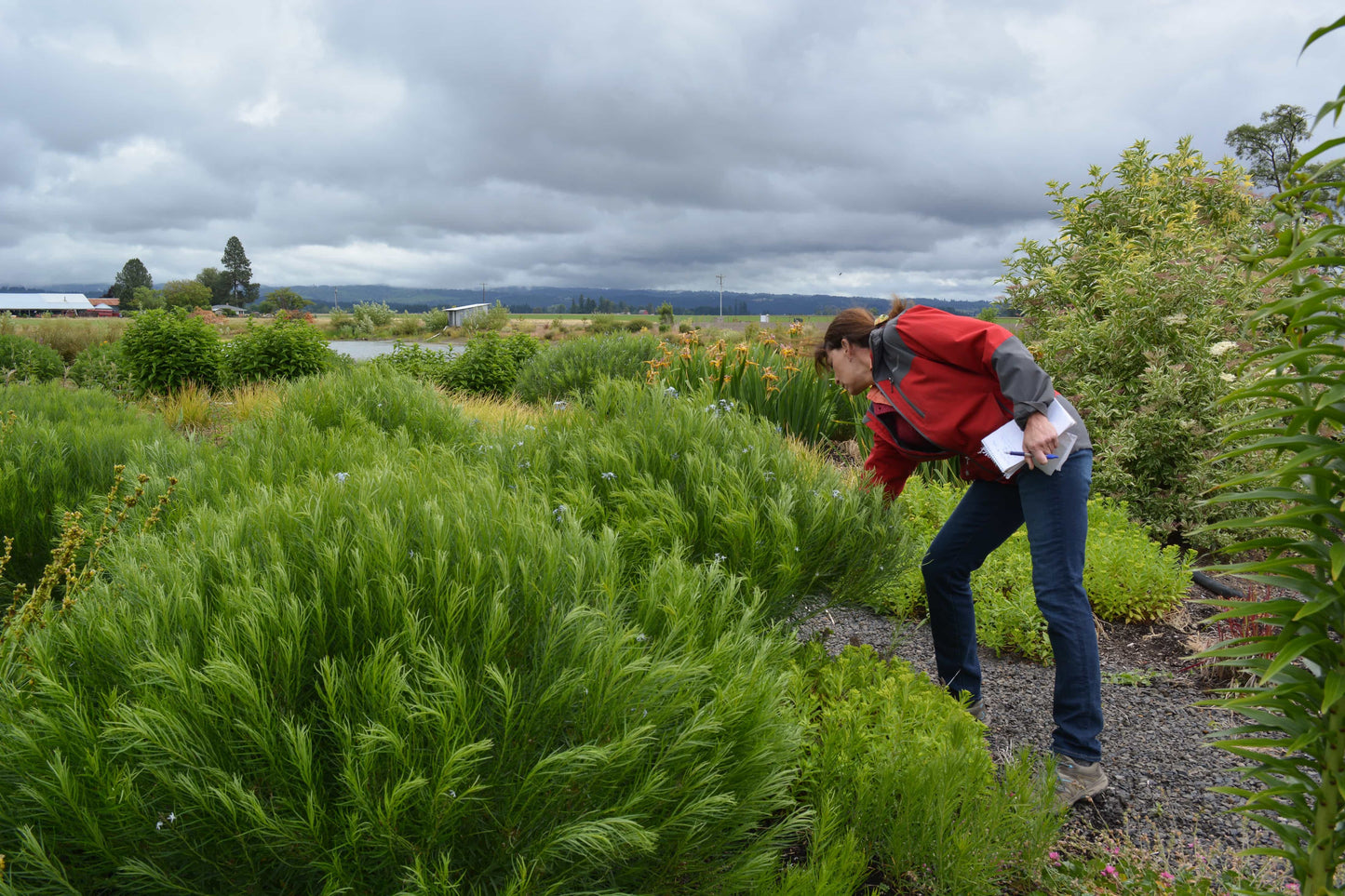 Peace, Love and Gardening: Understanding Pacific Northwest Gardens and Do-It-Yourself Projects to Beautify Them – From the Best of the Pecks' Columns Book