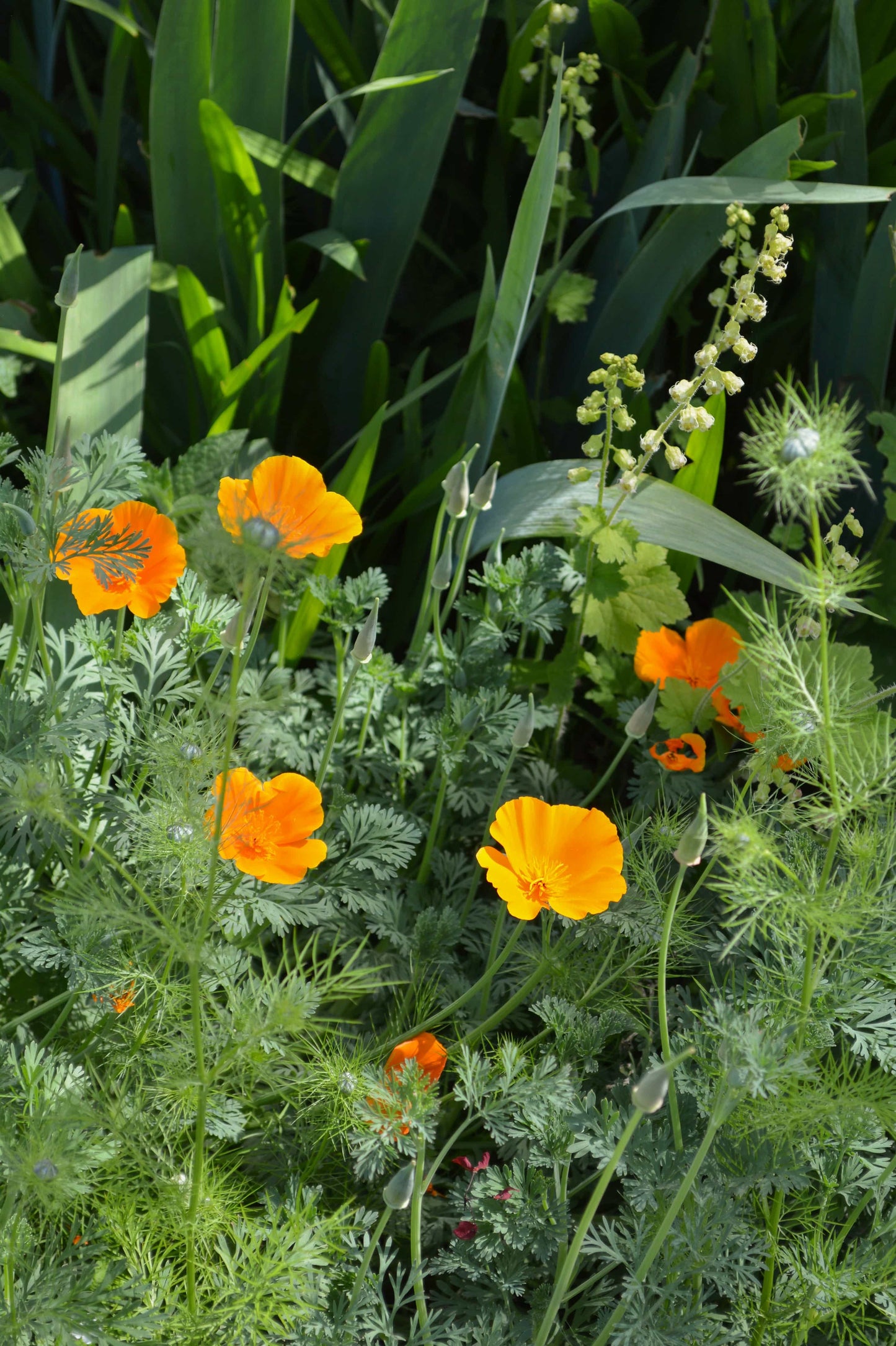Peace, Love and Gardening: Understanding Pacific Northwest Gardens and Do-It-Yourself Projects to Beautify Them – From the Best of the Pecks' Columns Book