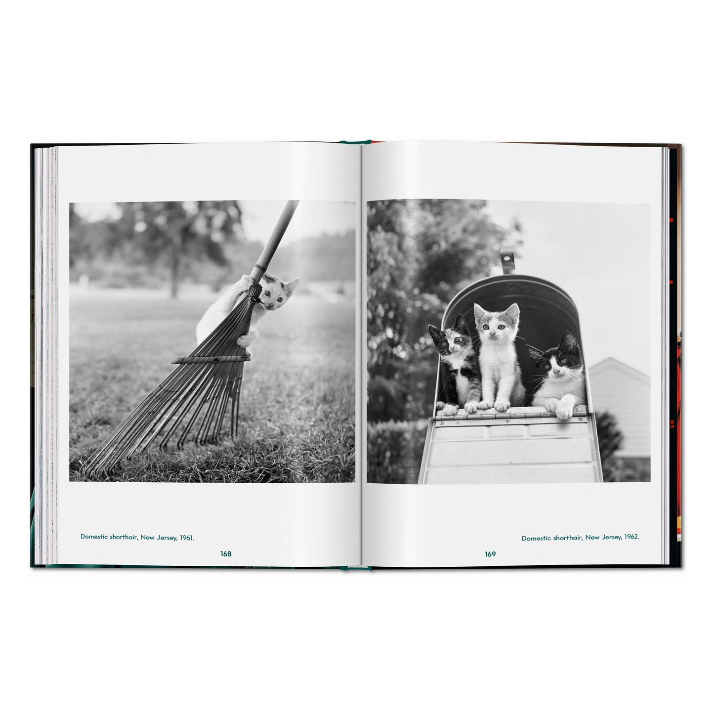Walter Chandoha. Cats. Photographs 1942–2018 (English) Book