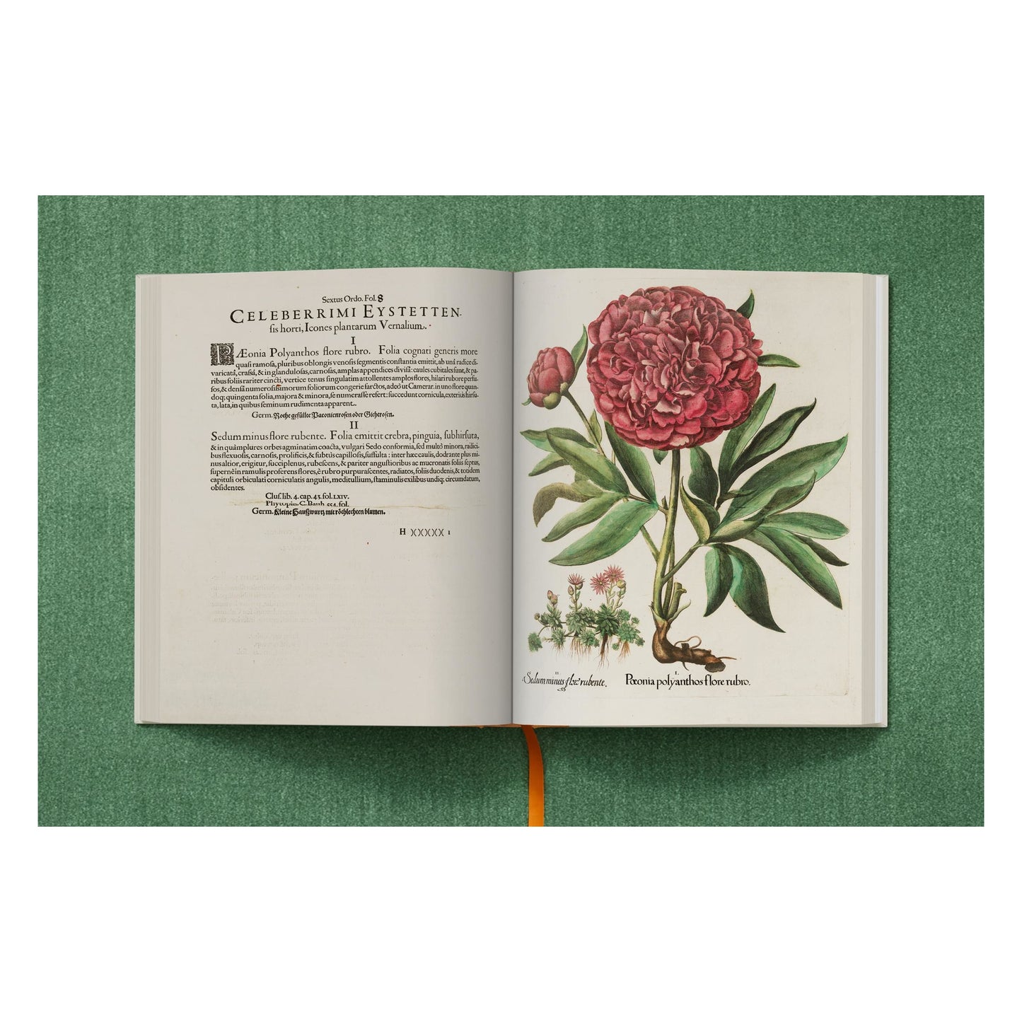 Basilius Besler. The Garden at Eichstätt (German, French, English) (FFE) Book