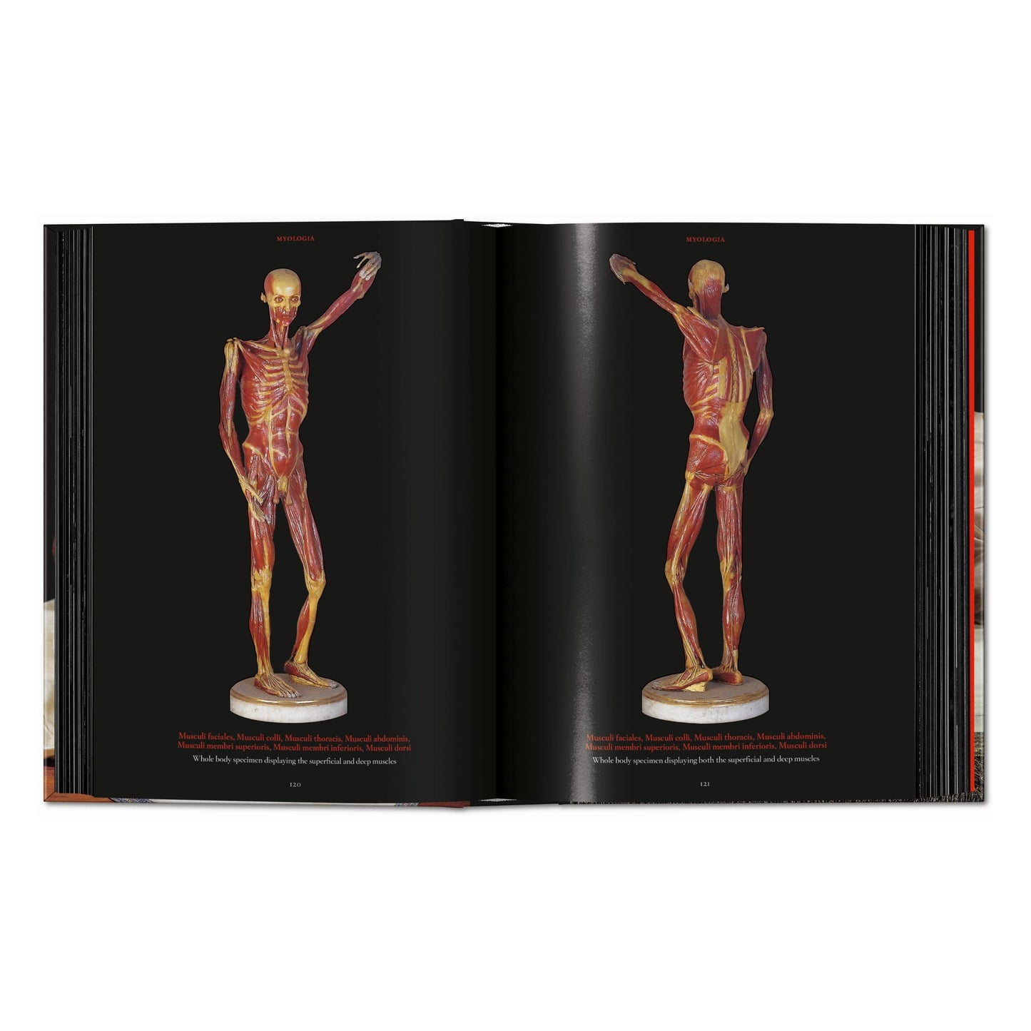 Anatomical Waxes. 45th Ed. (German, French, English) Book