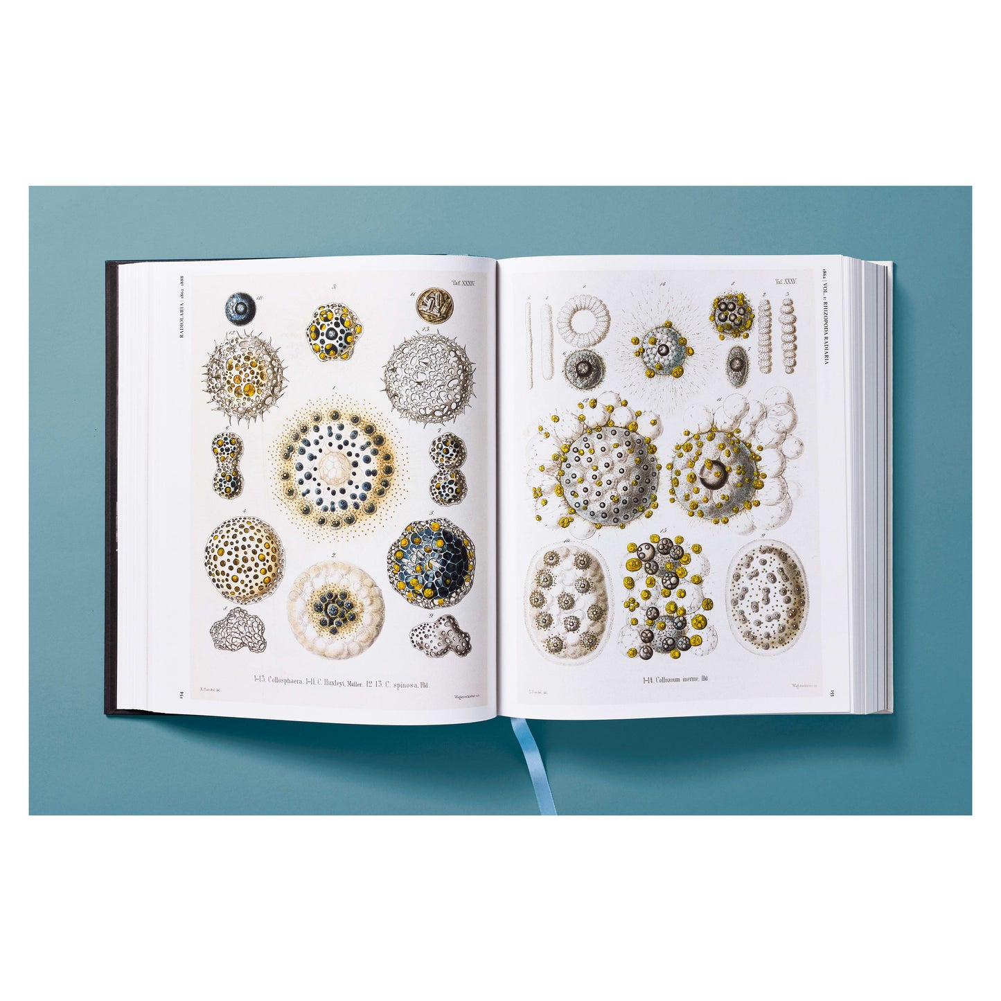 The Art and Science of Ernst Haeckel (German, French, English) Book
