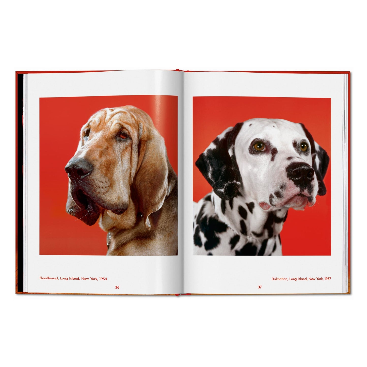 Walter Chandoha. Dogs. Photographs 1941–1991 (English) Book