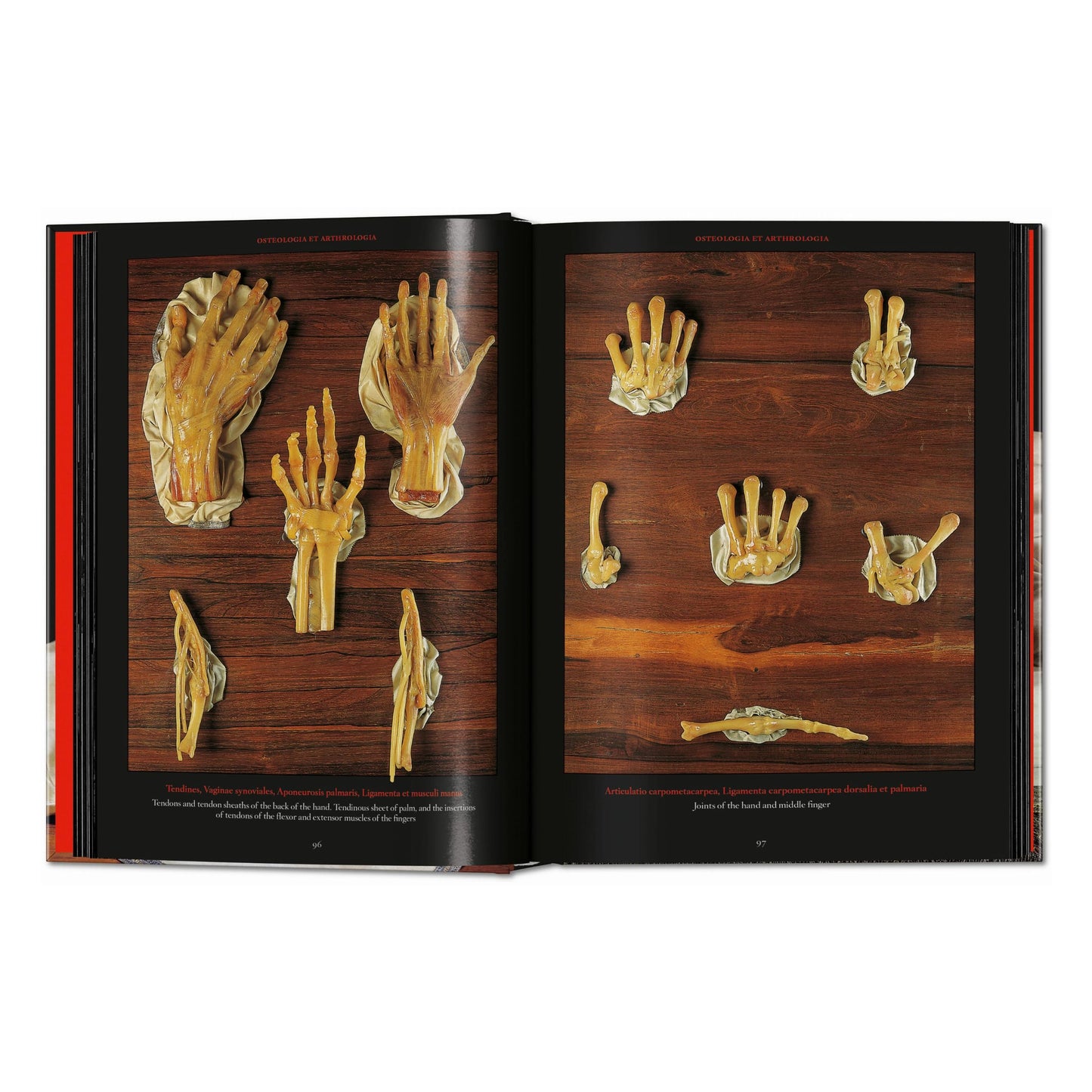 Anatomical Waxes. 45th Ed. (German, French, English) Book