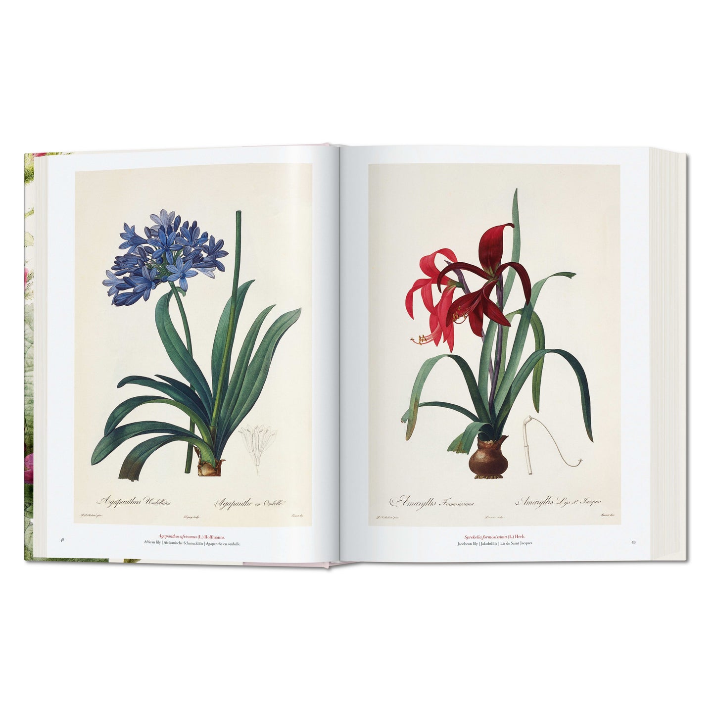 Redouté. The Book of Flowers (German, French, English) Book