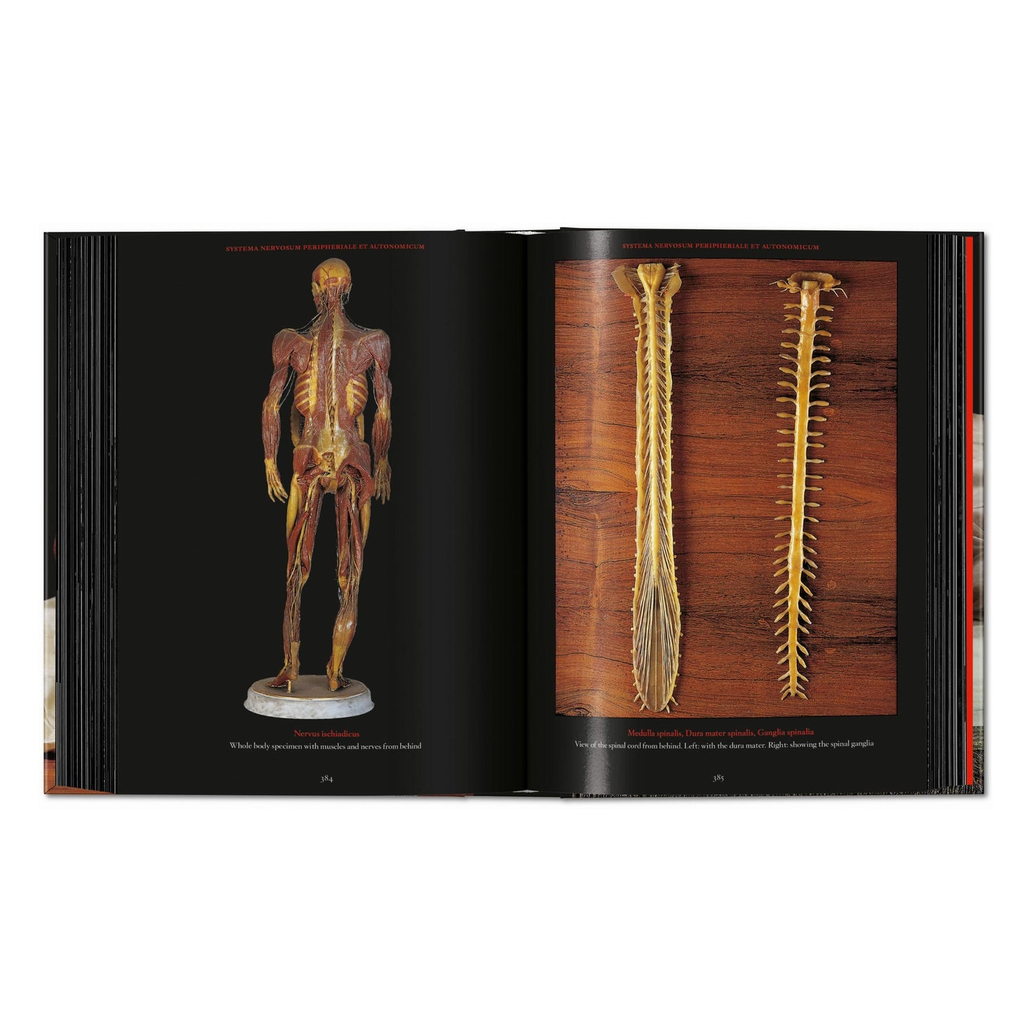 Anatomical Waxes. 45th Ed. (German, French, English) Book