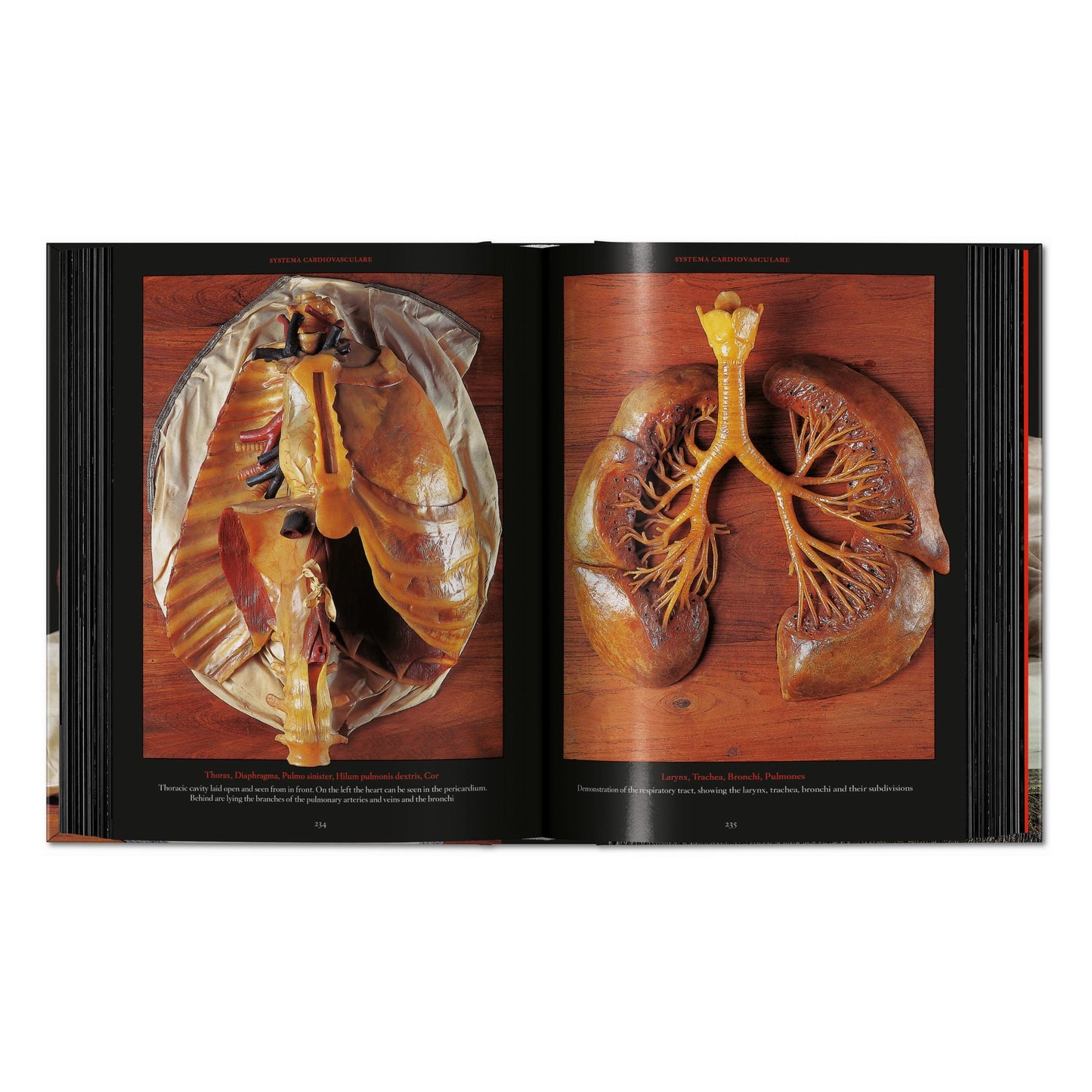 Anatomical Waxes. 45th Ed. (German, French, English) Book