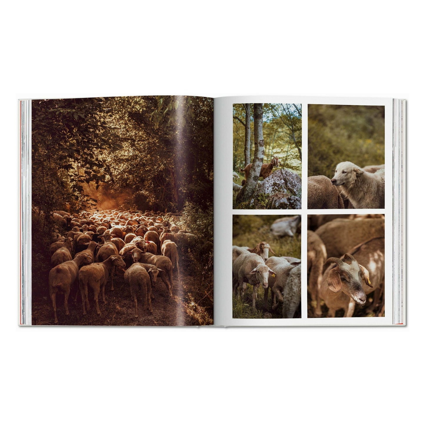 Remote Experiences. Extraordinary Travel Adventures from North to South (English) Book