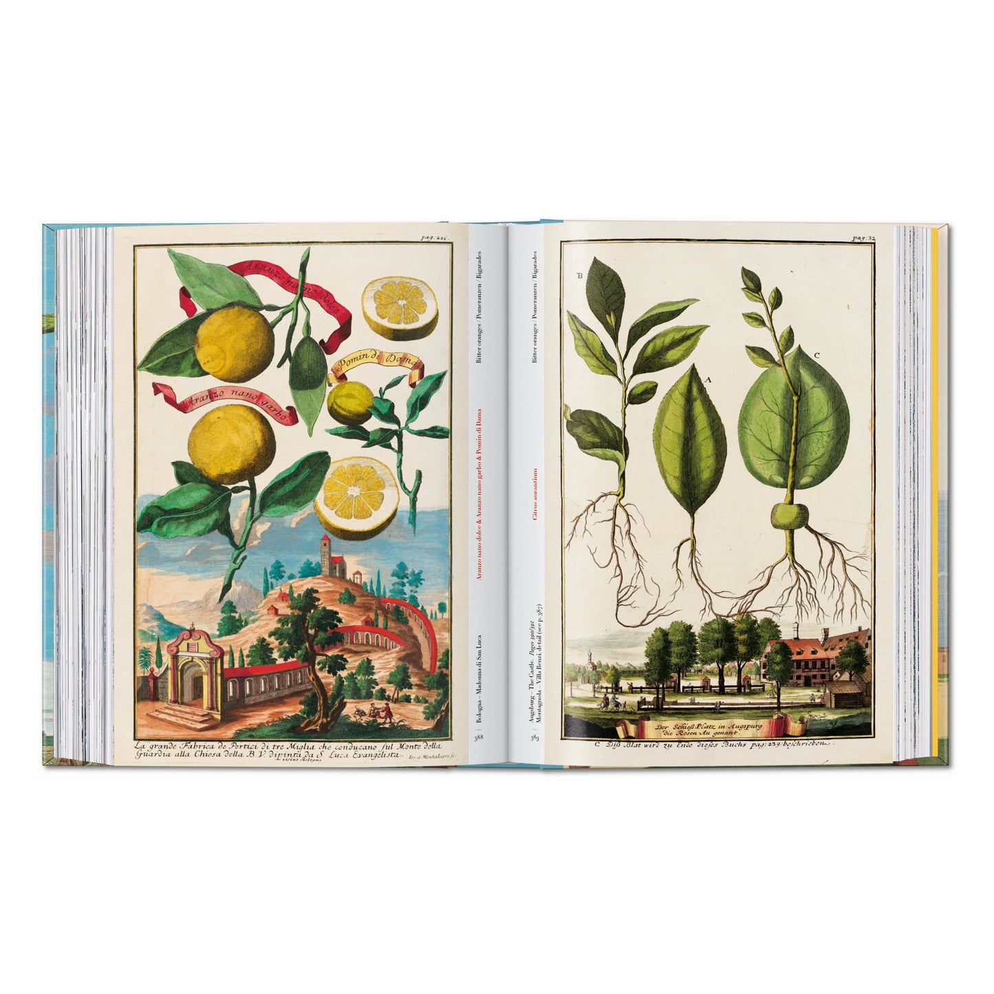 J. C. Volkamer. The Book of Citrus Fruits. 45th Ed. (German, French, English) Book