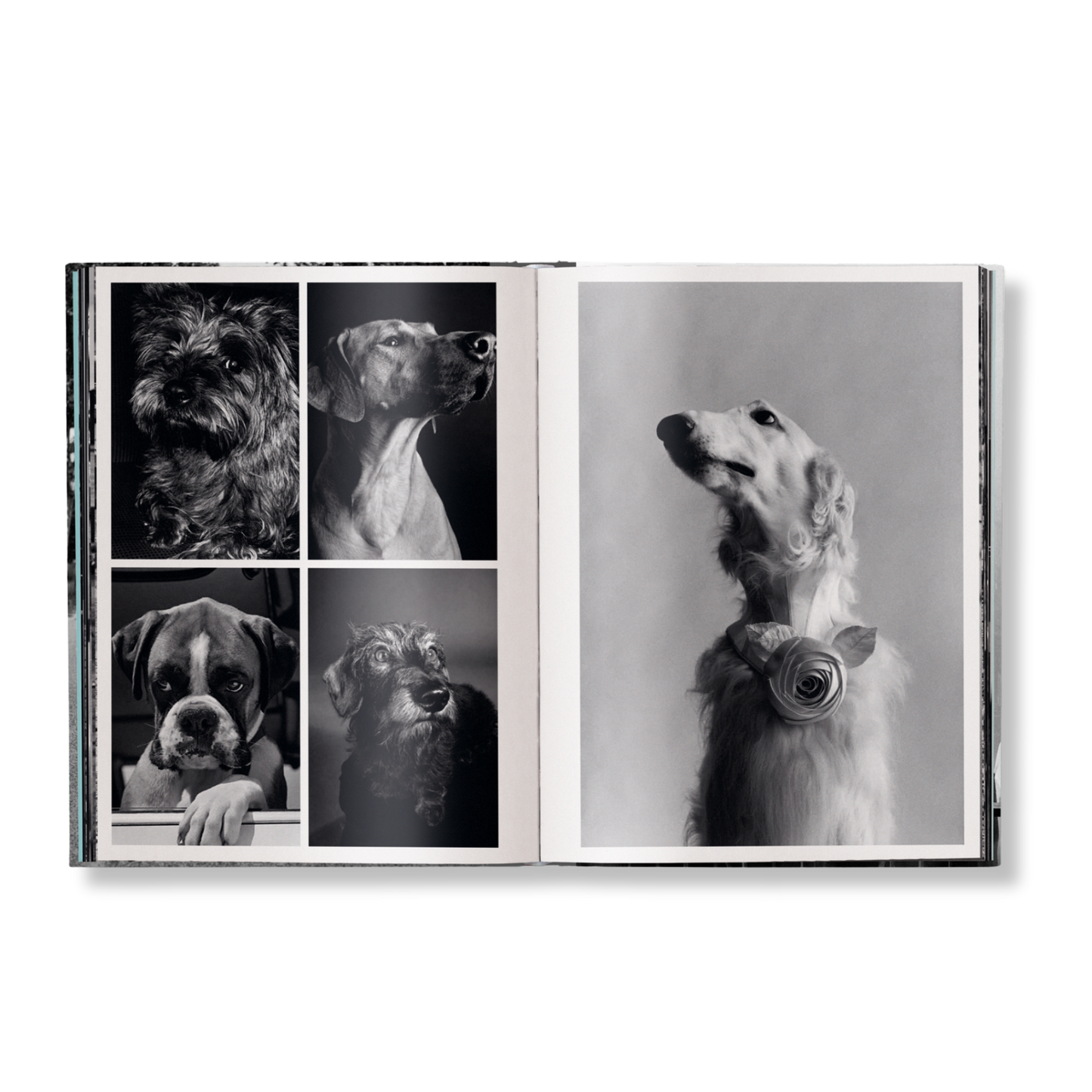 Elliott Erwitt: Personal Best Book