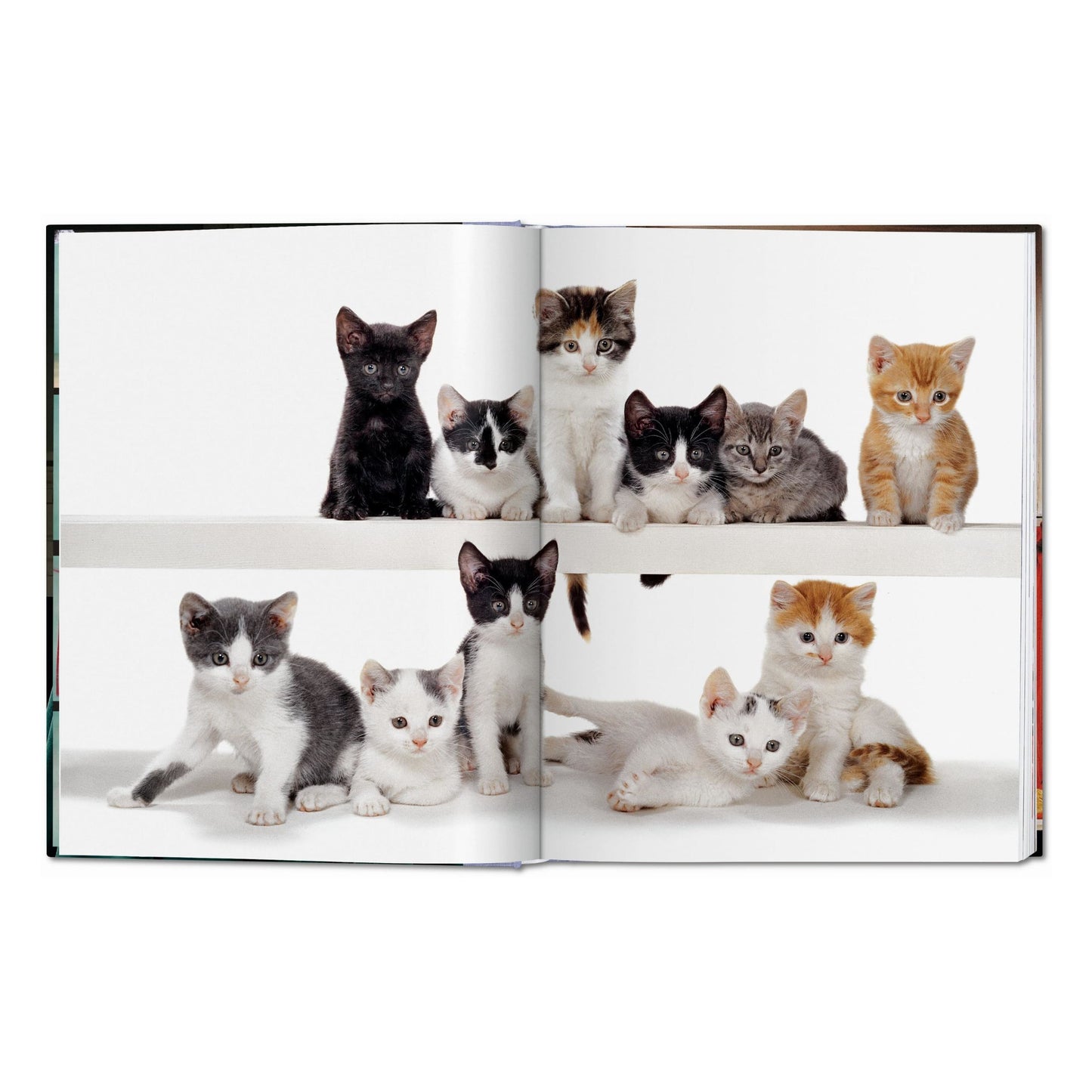 Walter Chandoha. Cats. Photographs 1942–2018 (German, French, English) Book