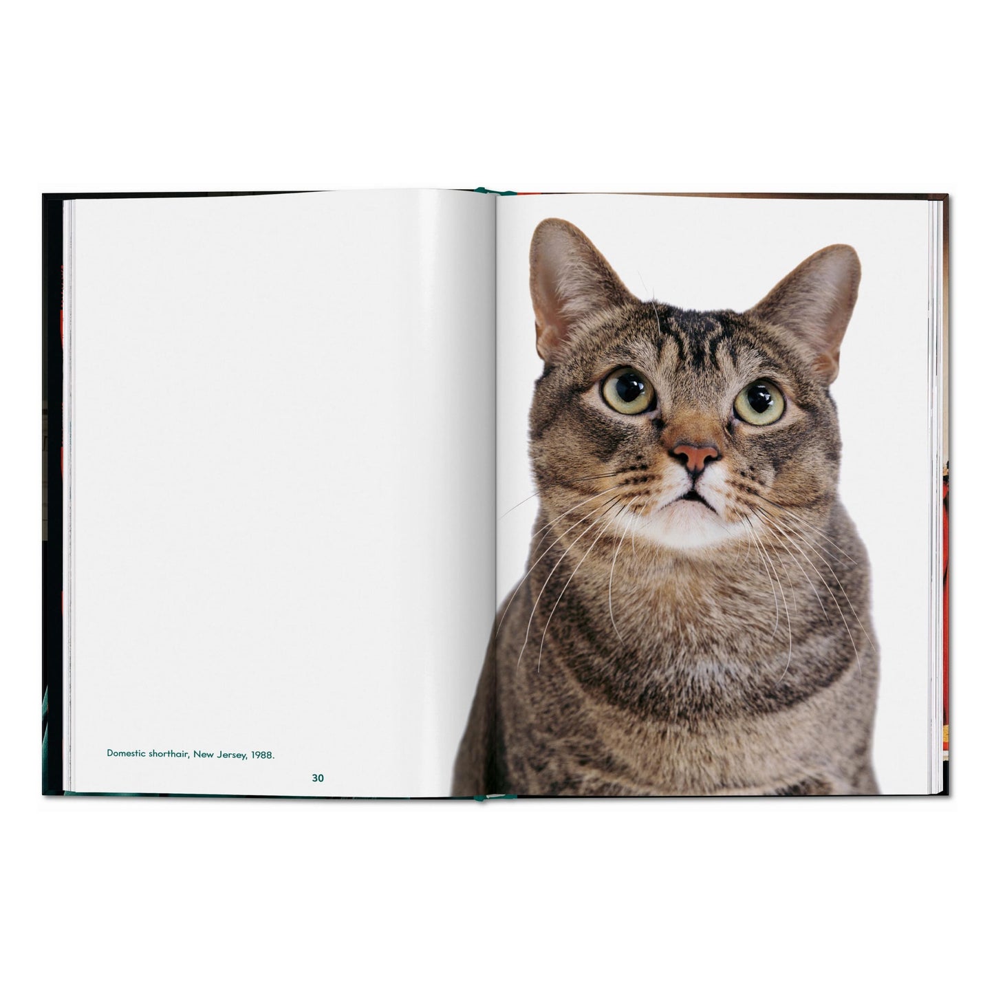Walter Chandoha. Cats. Photographs 1942–2018 (English) Book