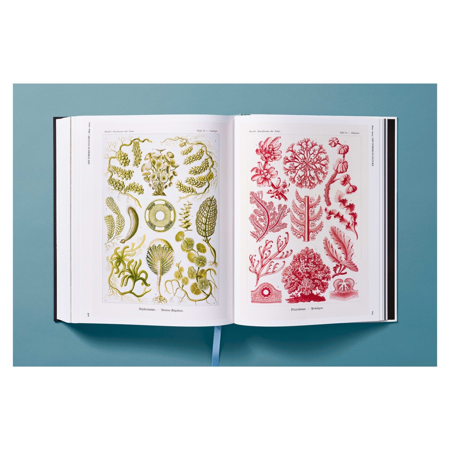 The Art and Science of Ernst Haeckel (German, French, English) Book