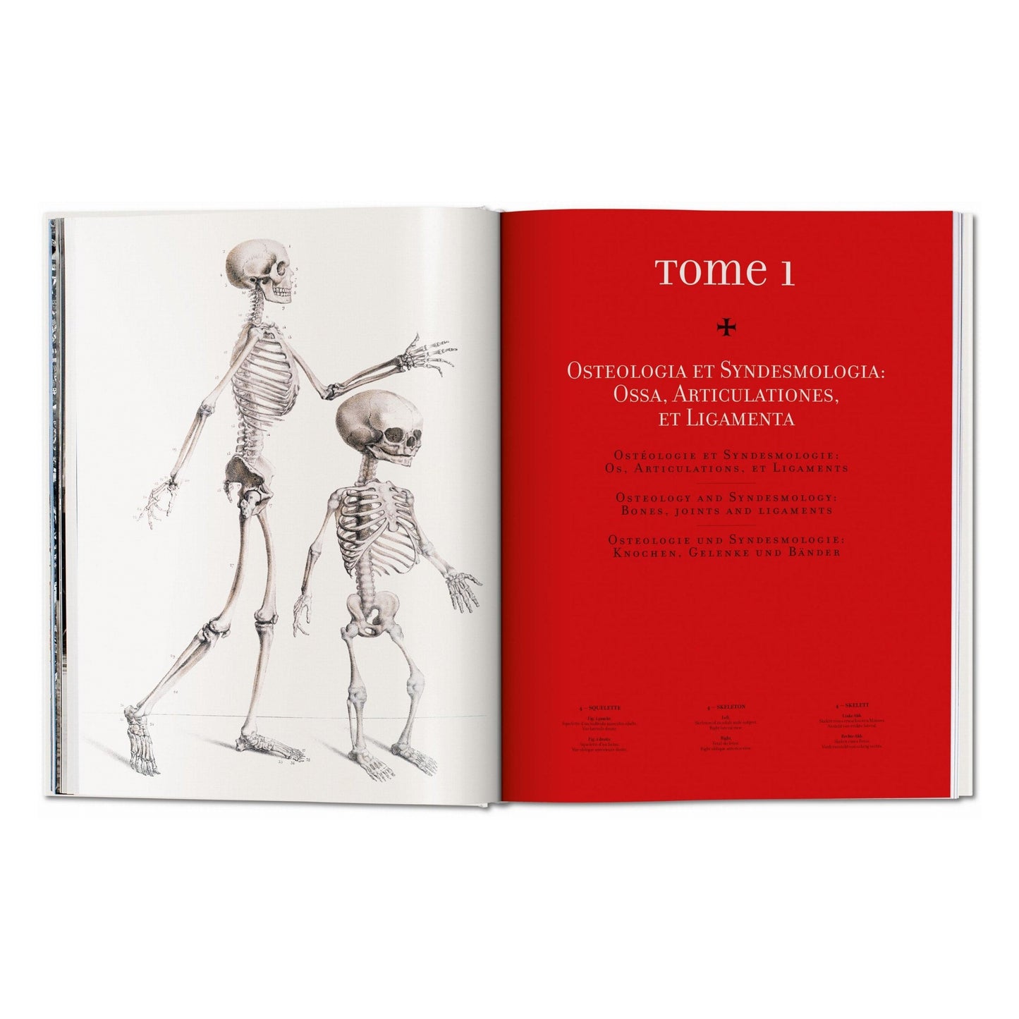 Bourgery. Atlas of Human Anatomy and Surgery (German, French, English) Book