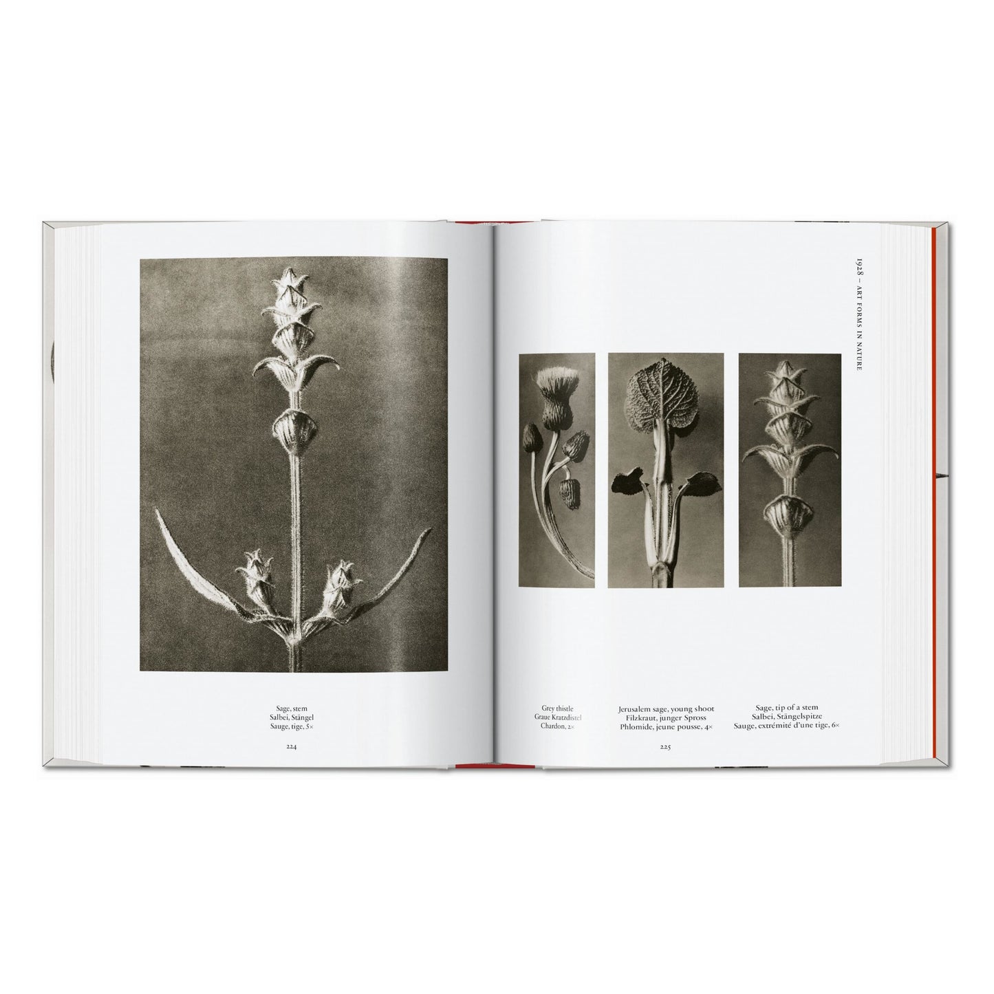 Karl Blossfeldt. The Complete Published Work. 45th Ed. (German, French, English) Book